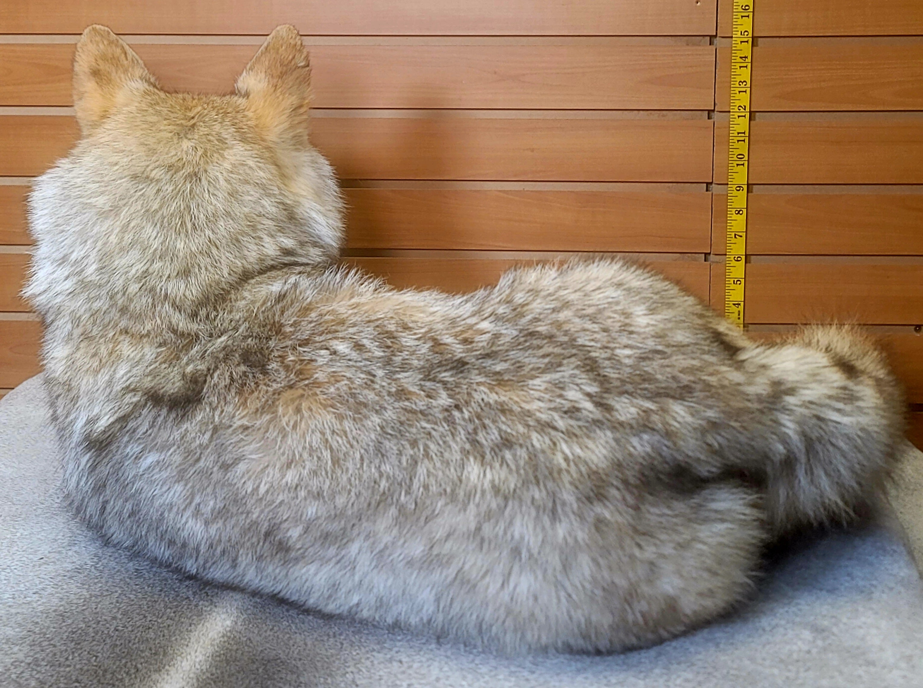 FHCOY306- Semi Posable Coyote Softmount Taxidermy