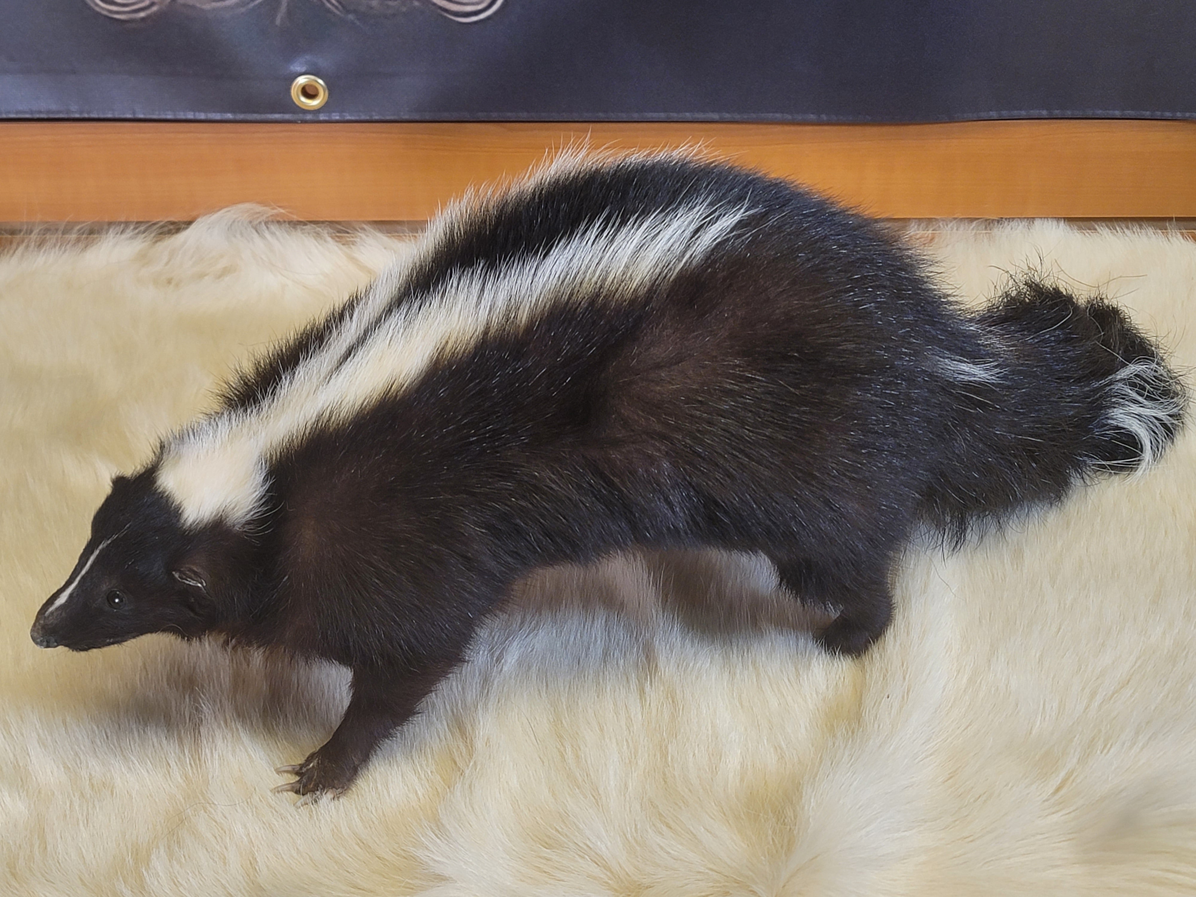 FHSKU300- Skunk Taxidermy Mount