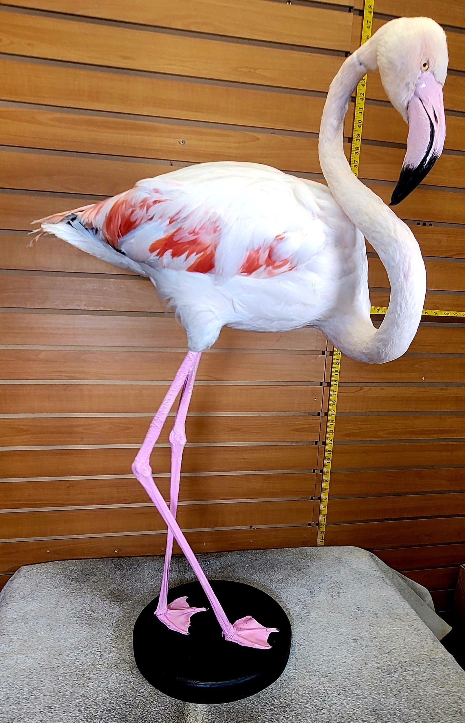 FHFLA301- Chilean Flamingo Lifesize Taxidermy Mount