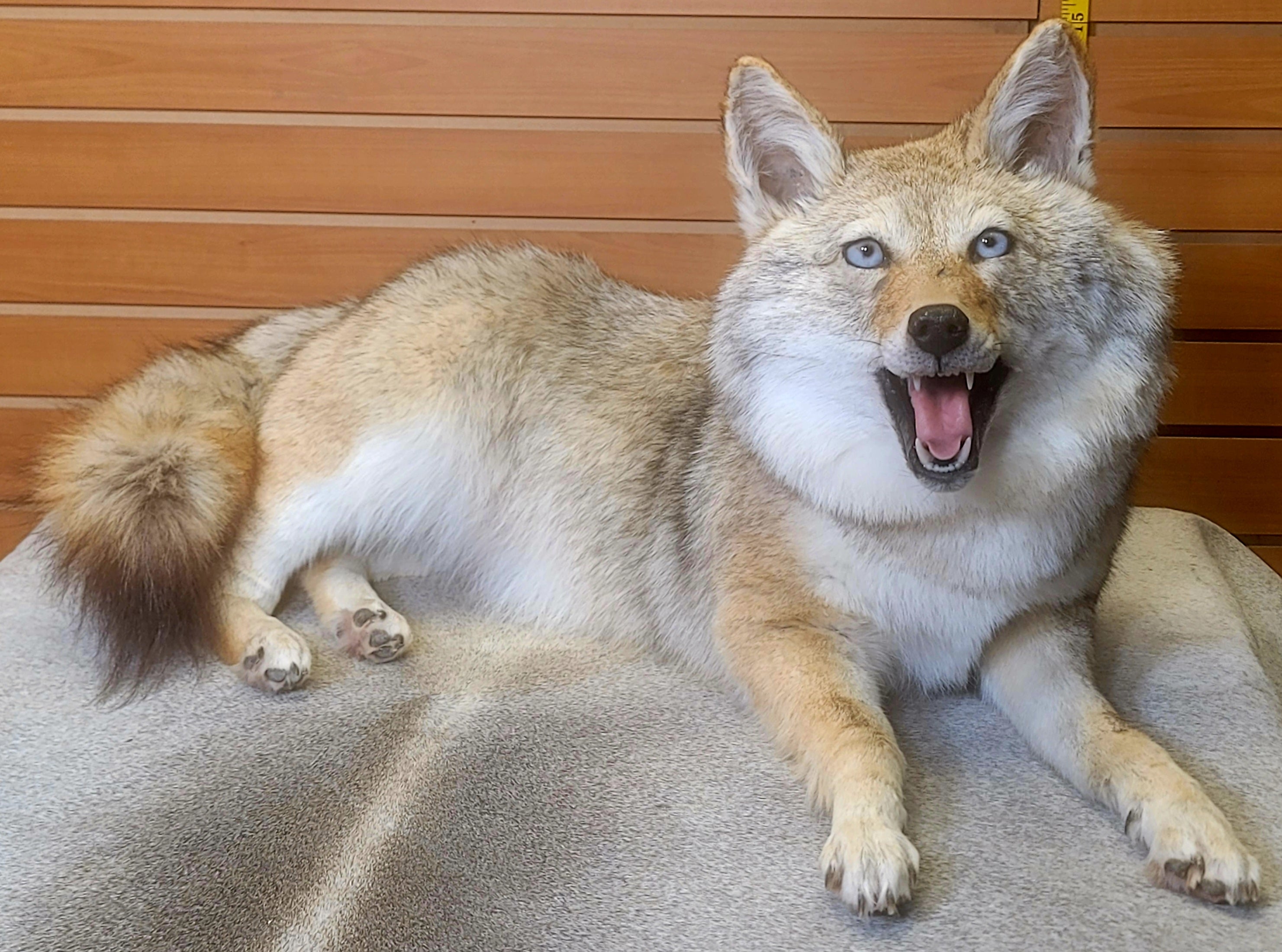 FHCOY306- Semi Posable Coyote Softmount Taxidermy