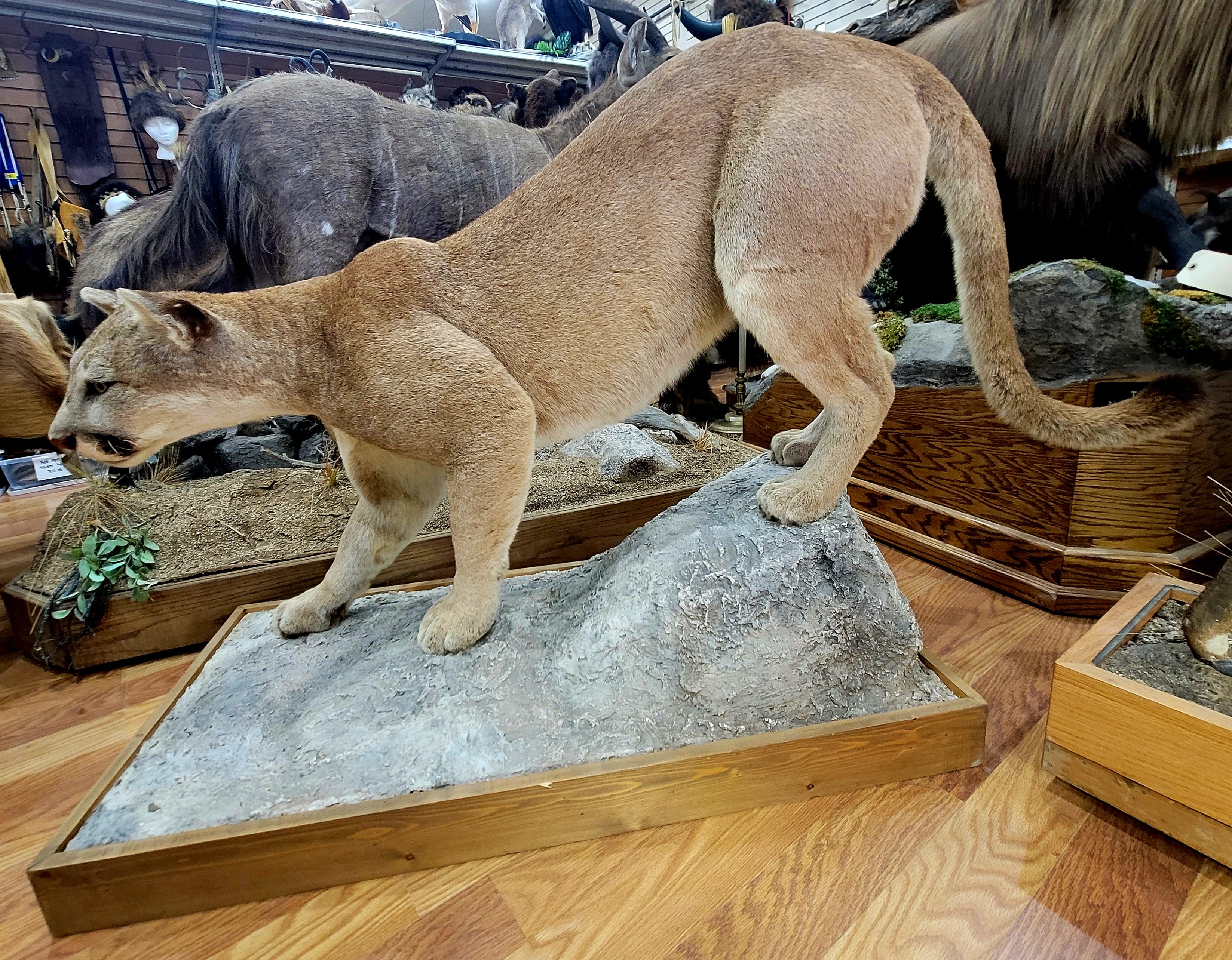 FHCOU300- Cougar Lifesize Taxidermy Mount