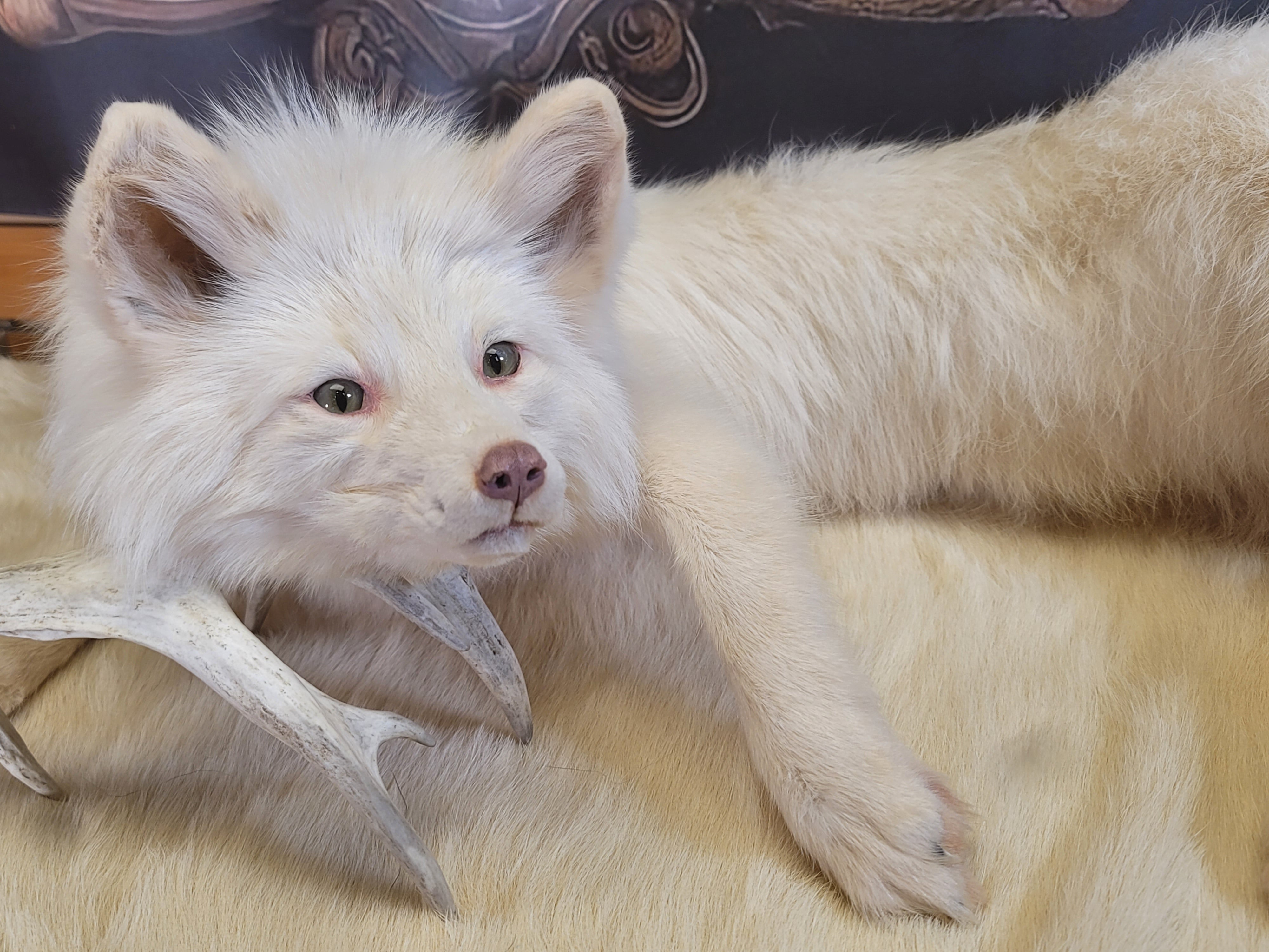 FH161-Stunning Soft -mount Albino Fox Taxidermy Brand New