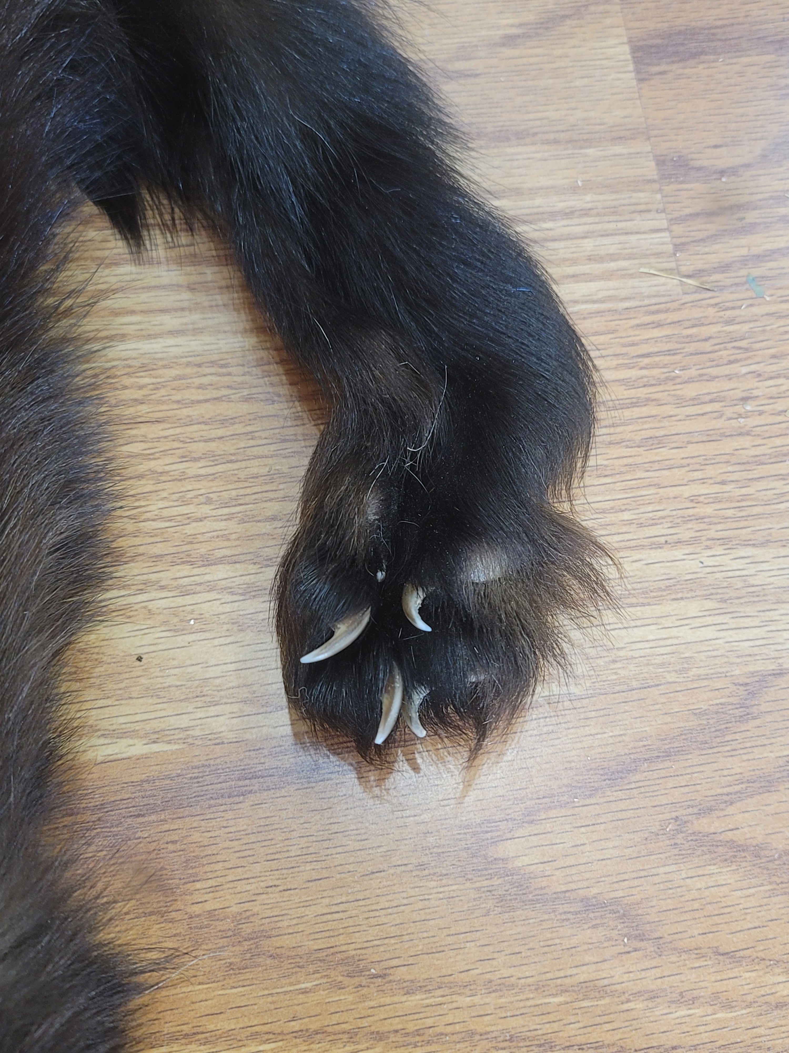 FHWVR301- Wolverine Pelt Taxidermy