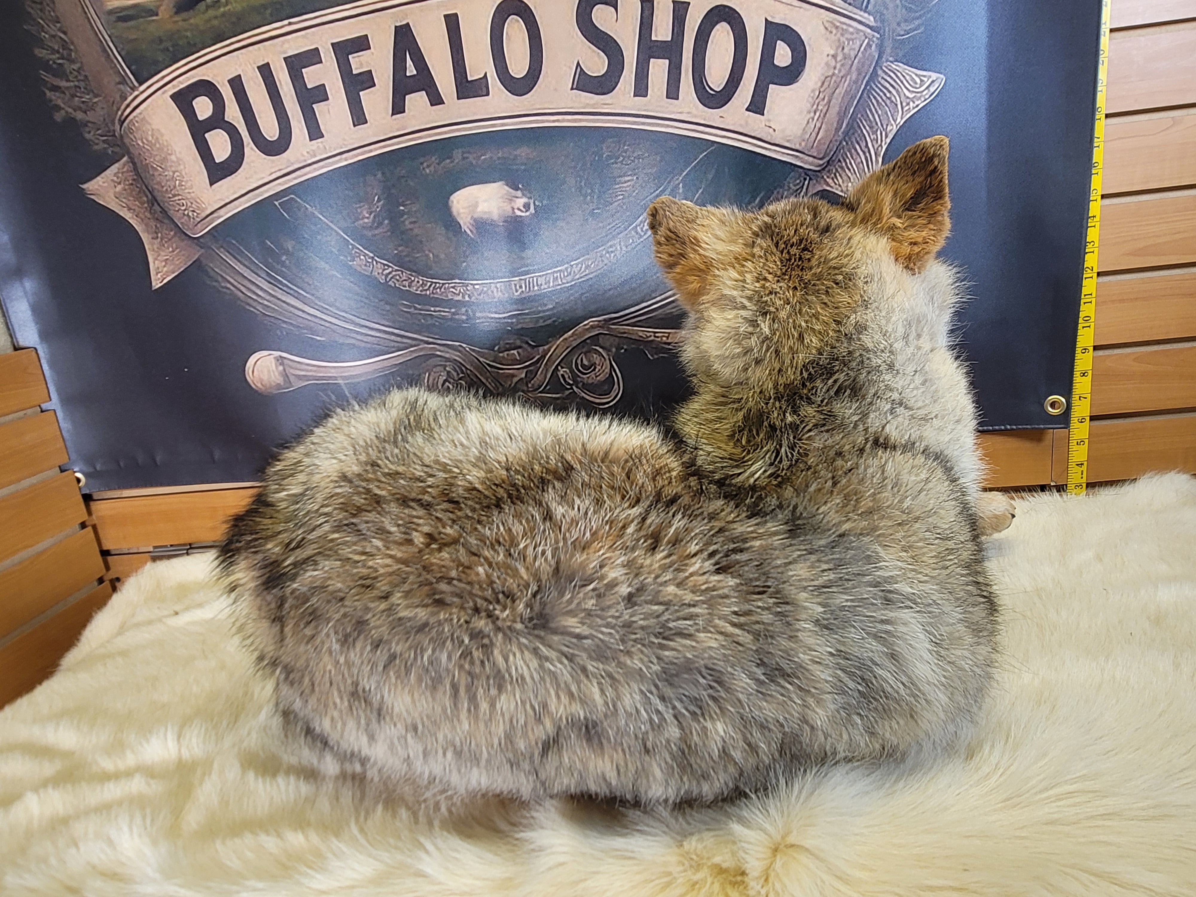 FHCOY302- Coyote Taxidermy Mount