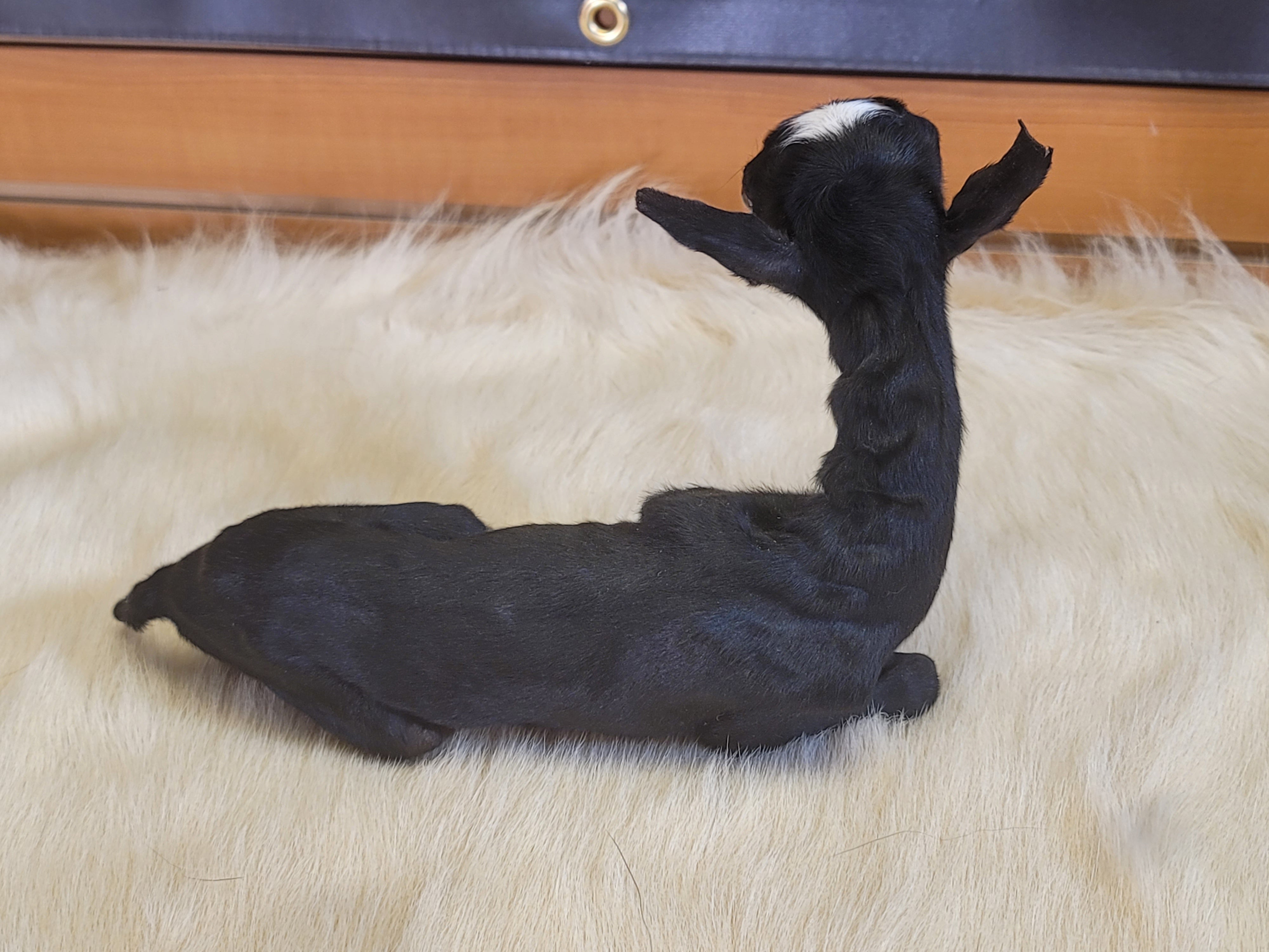 FHGOA301- Baby Goat Taxidermy Mount