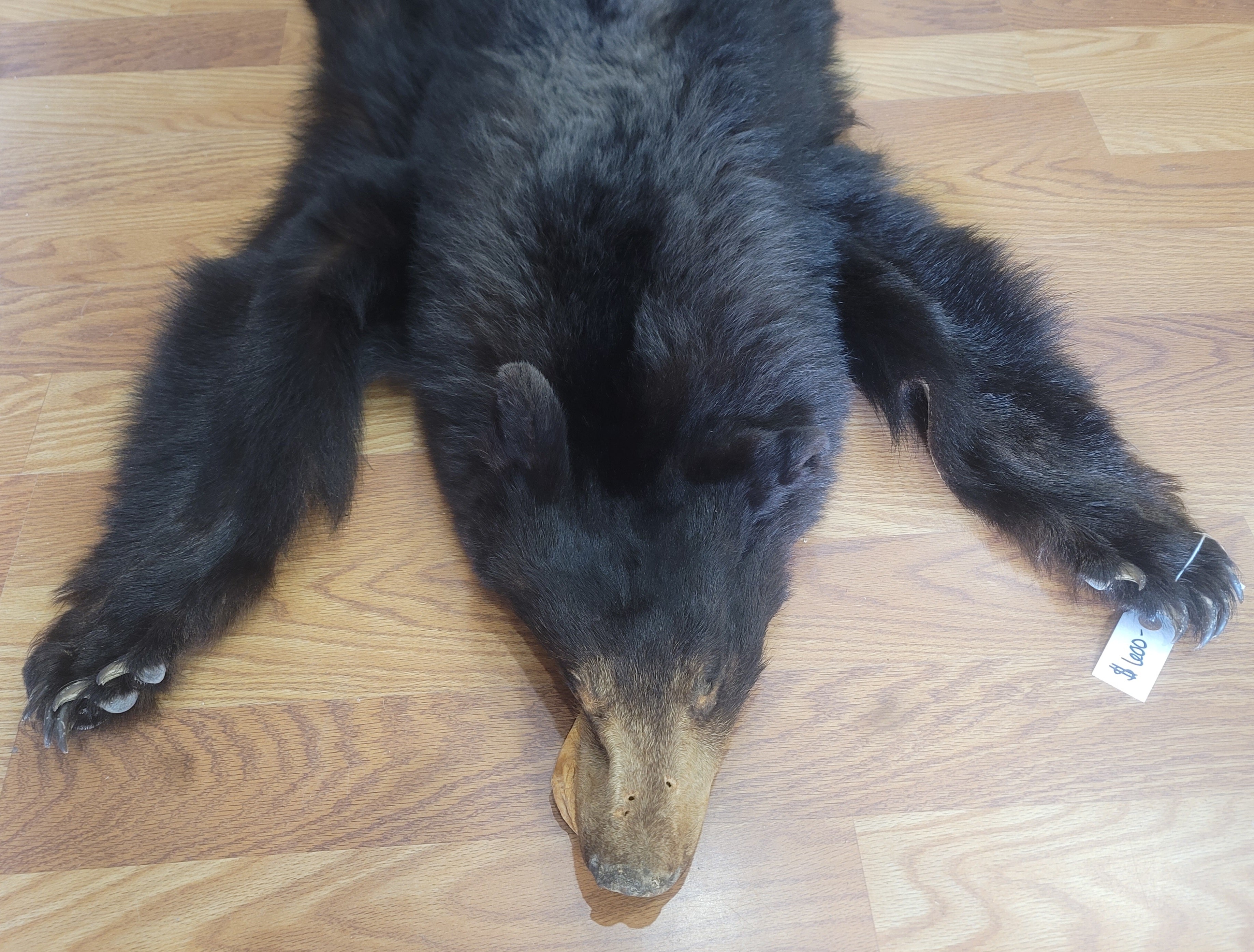 FHBEAR300 - Black Bear Pelt Taxidermy