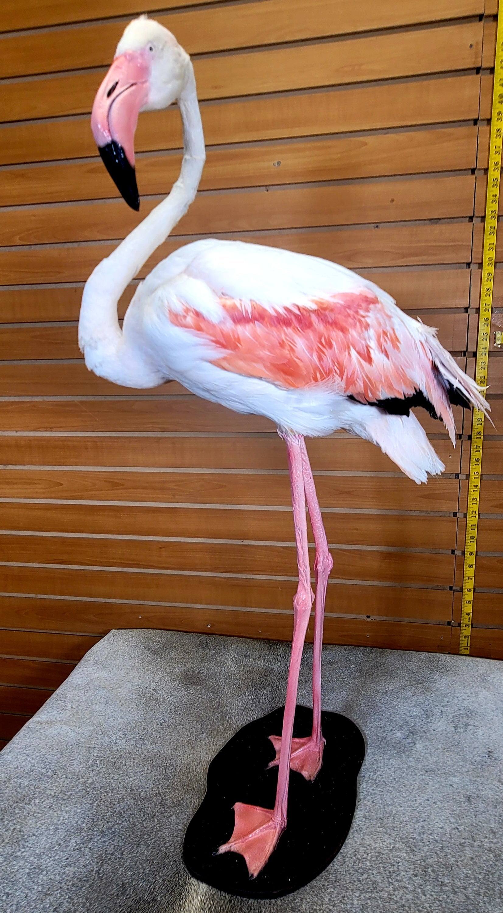 FHFLA300- Chilean Flamingo Lifesize Taxidermy Mount