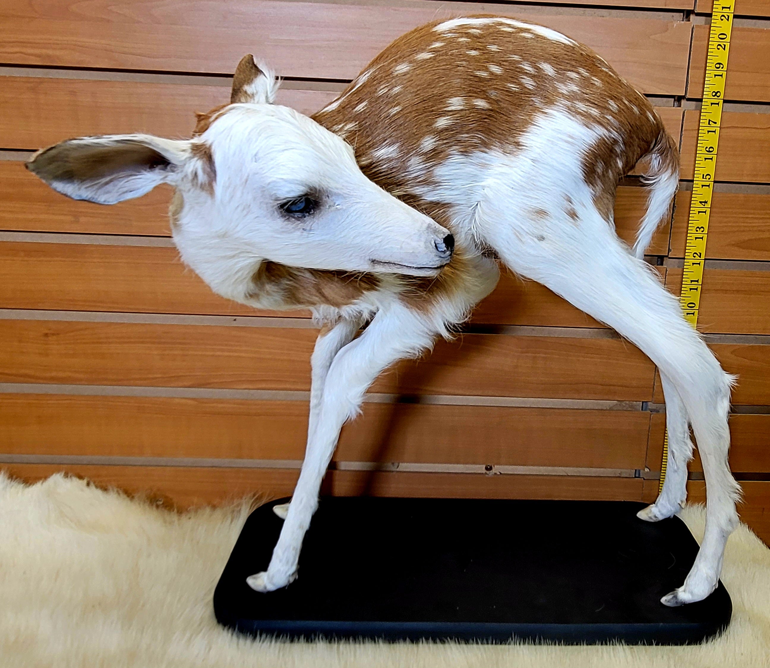 FHPBF300- Piebald Fawn Lifesize Taxidermy Mount