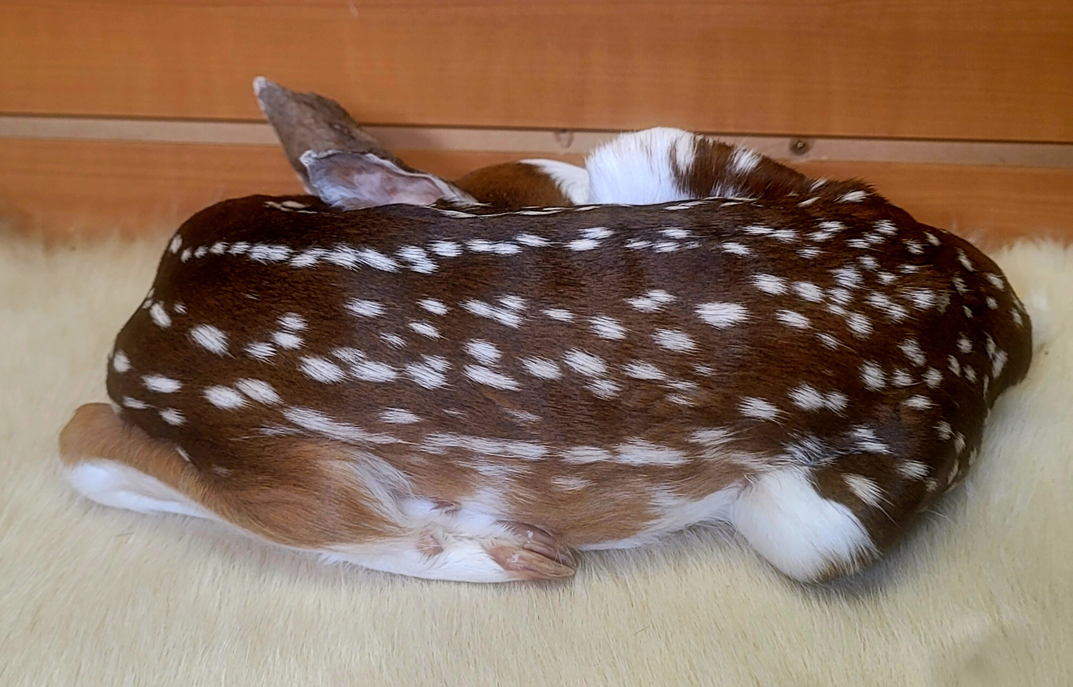 FHPBF301- Piebald Fawn Lifesize Taxidermy Mount