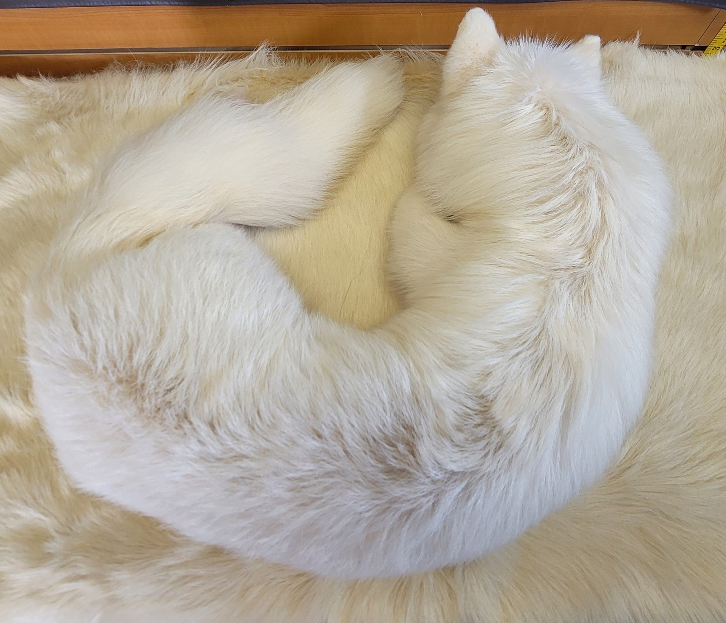 FH161-Stunning Soft -mount Albino Fox Taxidermy Brand New