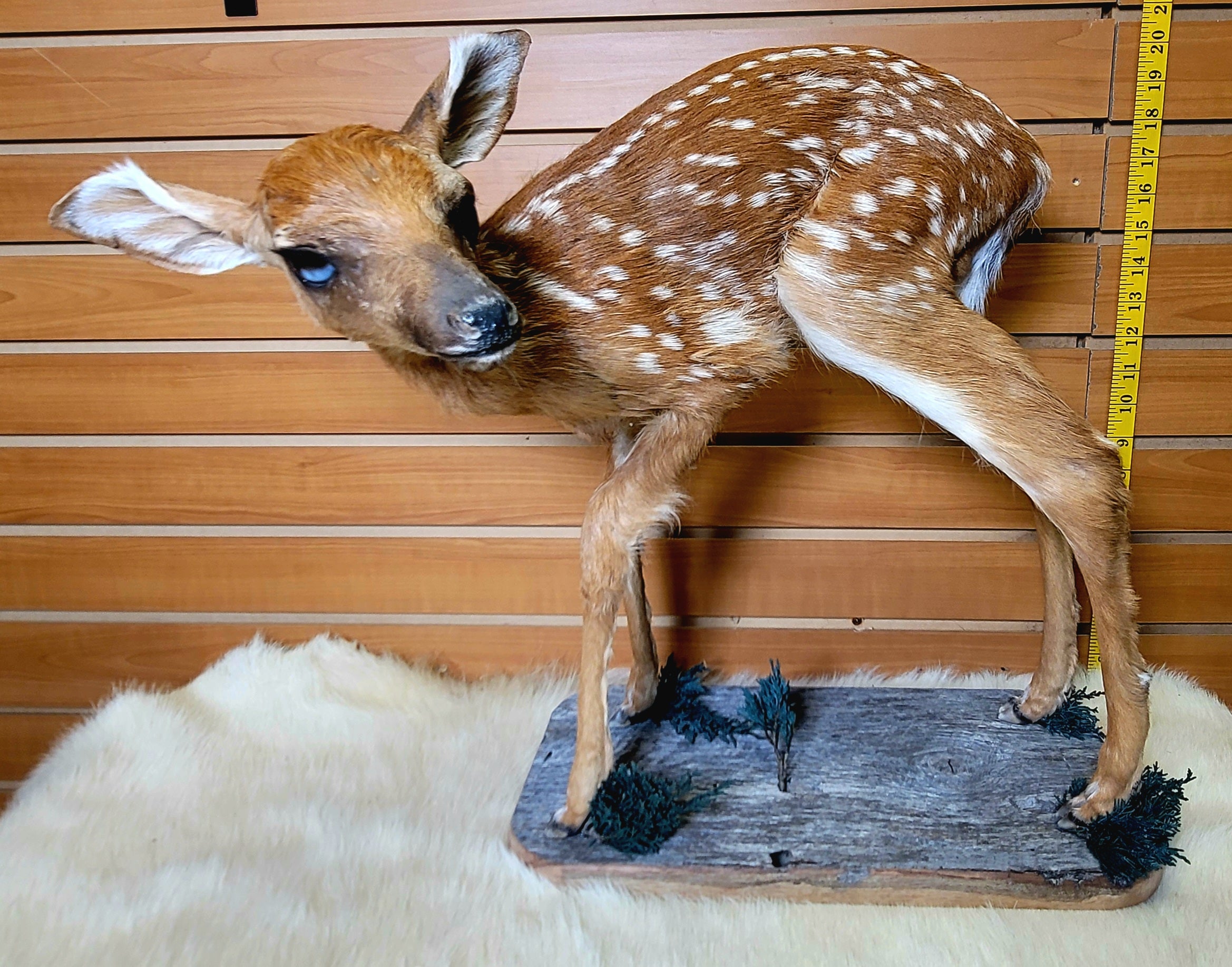 FHFAWN300- Fawn Lifesize Taxidermy Mount