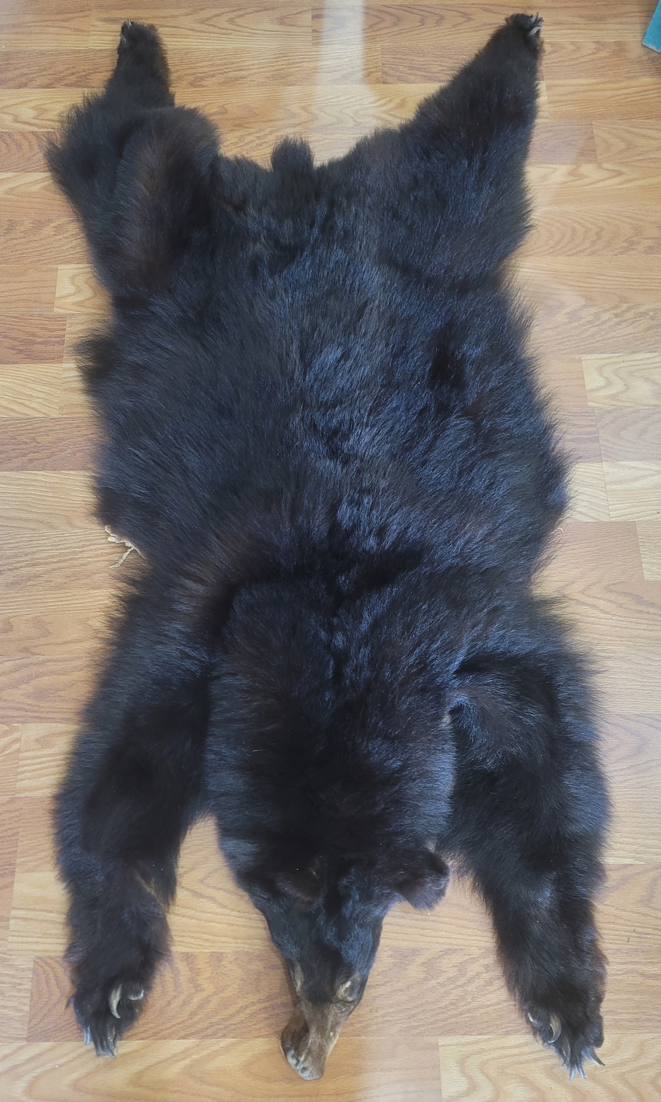 FHBEAR301 - Black Bear Pelt Taxidermy