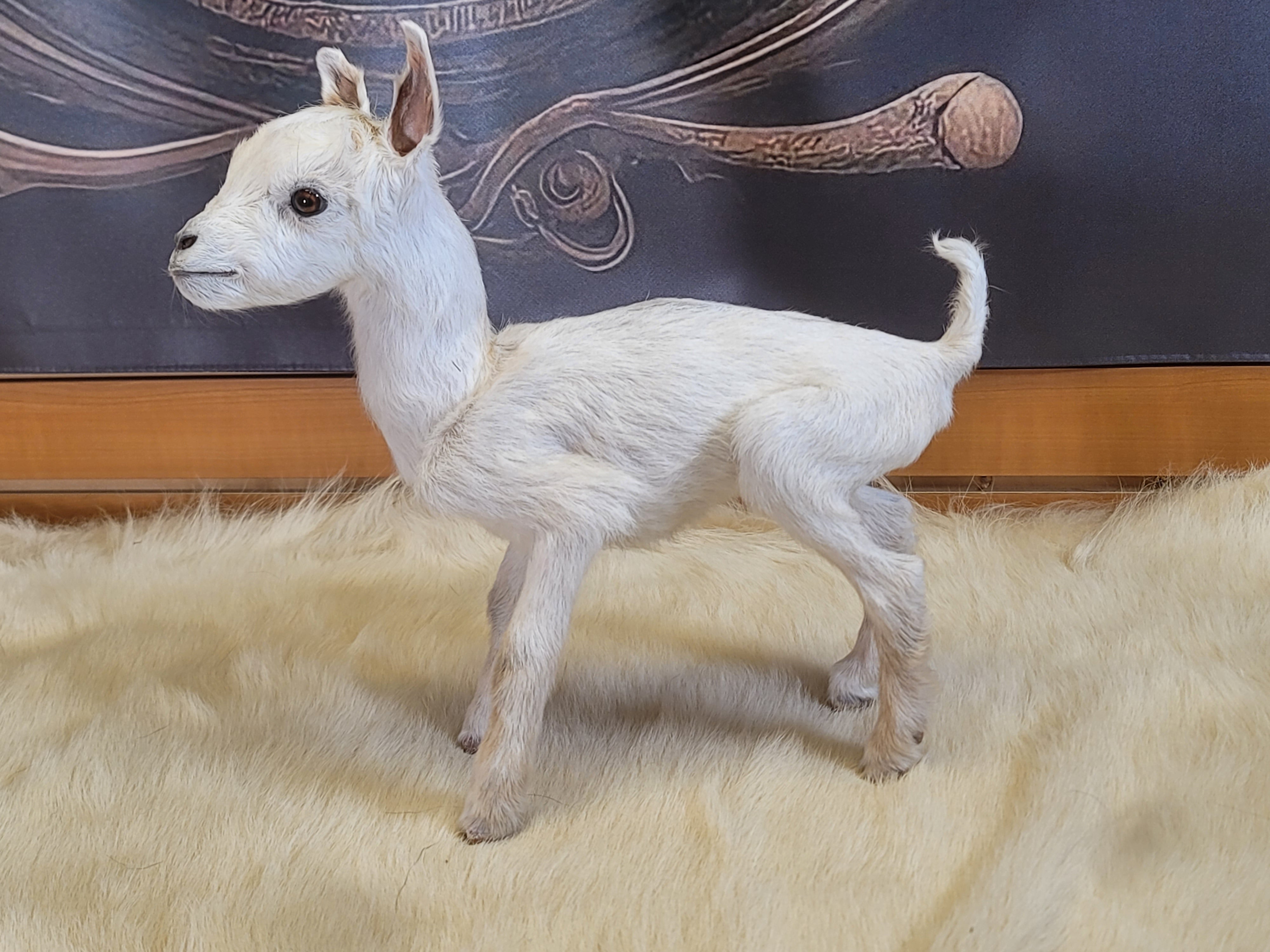 FHGOA305 - Baby Goat Taxidermy Mount