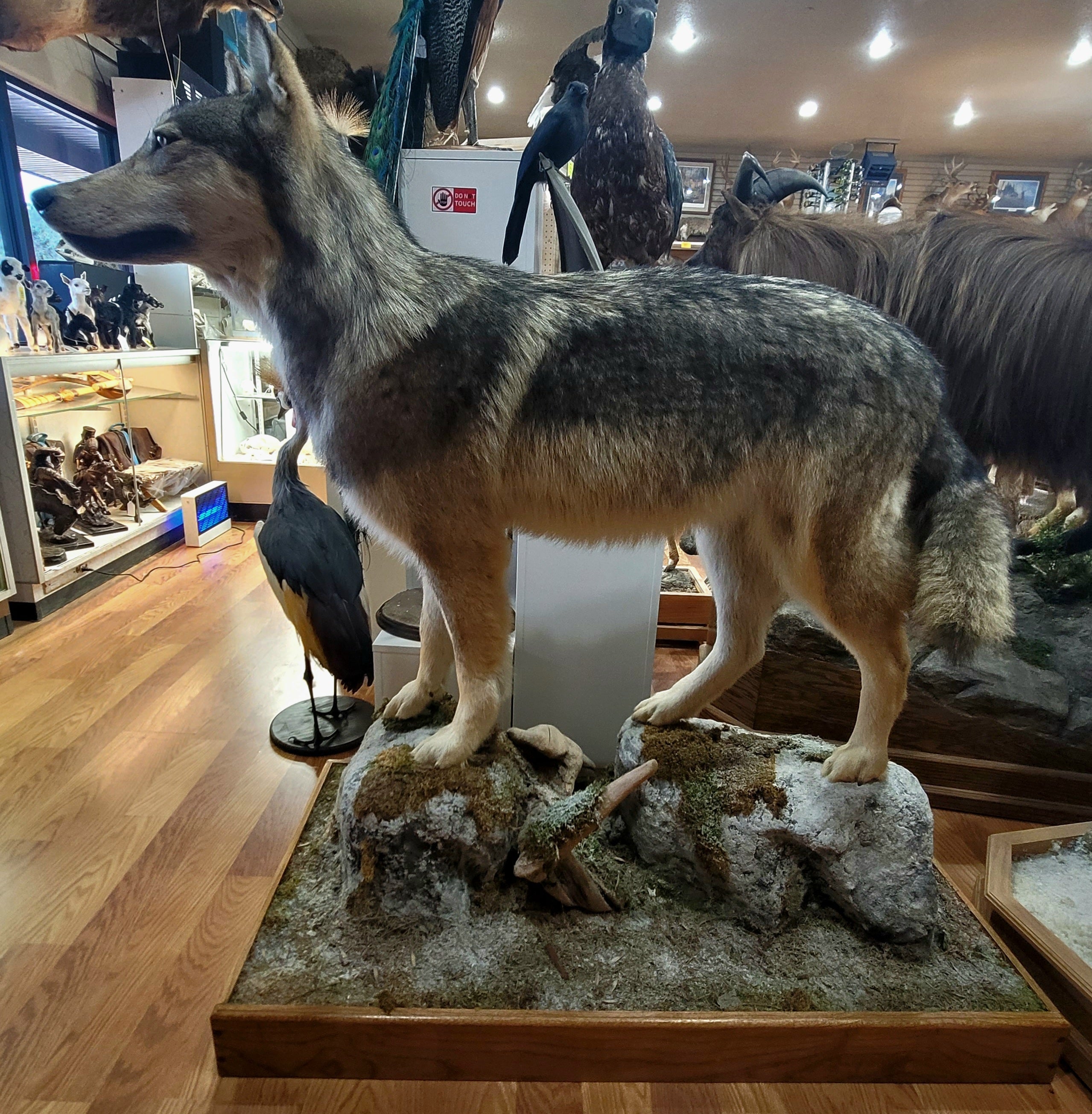 FHWOLF300- Grey Wolf Lifesize Taxidermy Mount