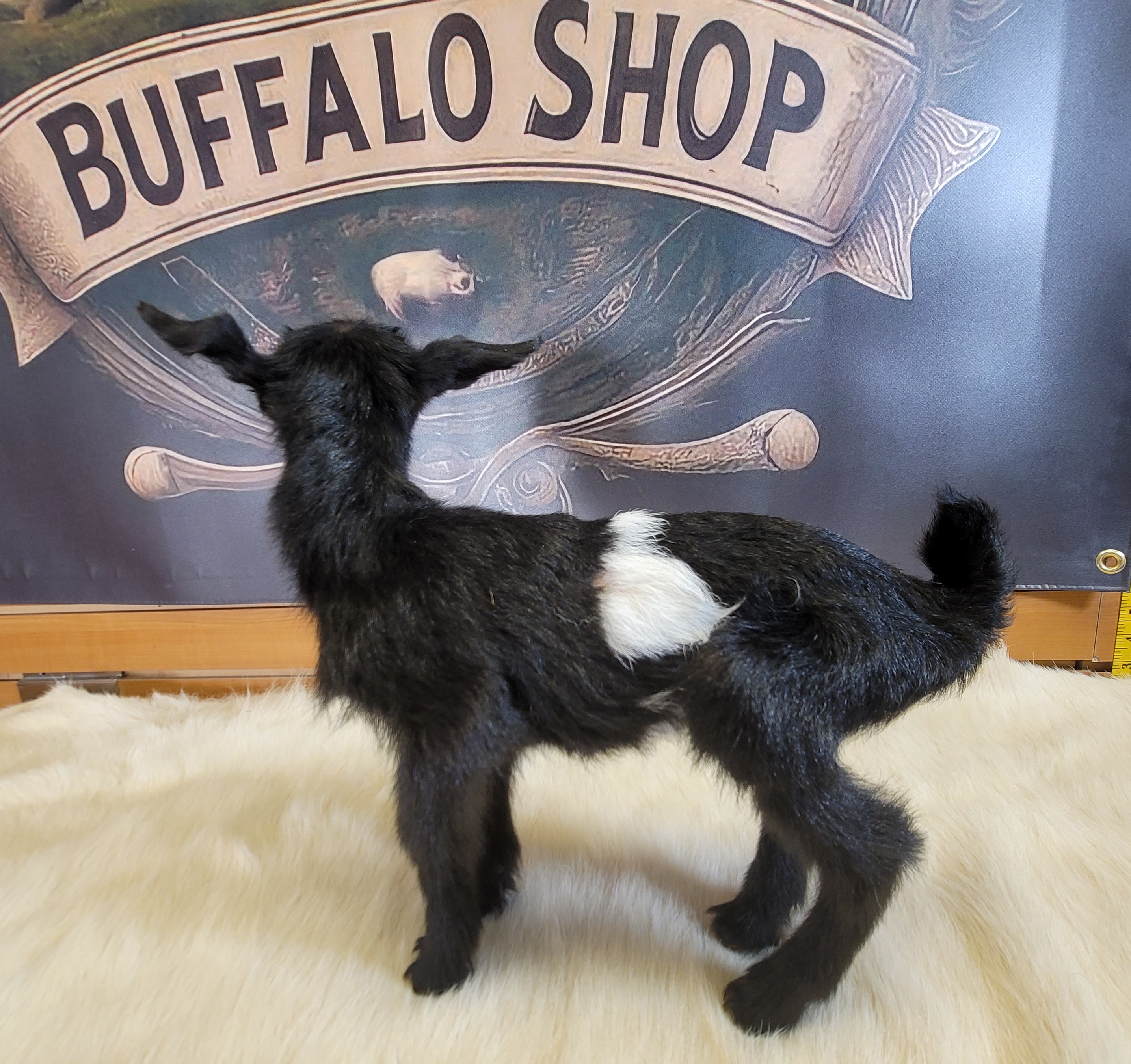 FHGOA302- Baby Goat Taxidermy Mount