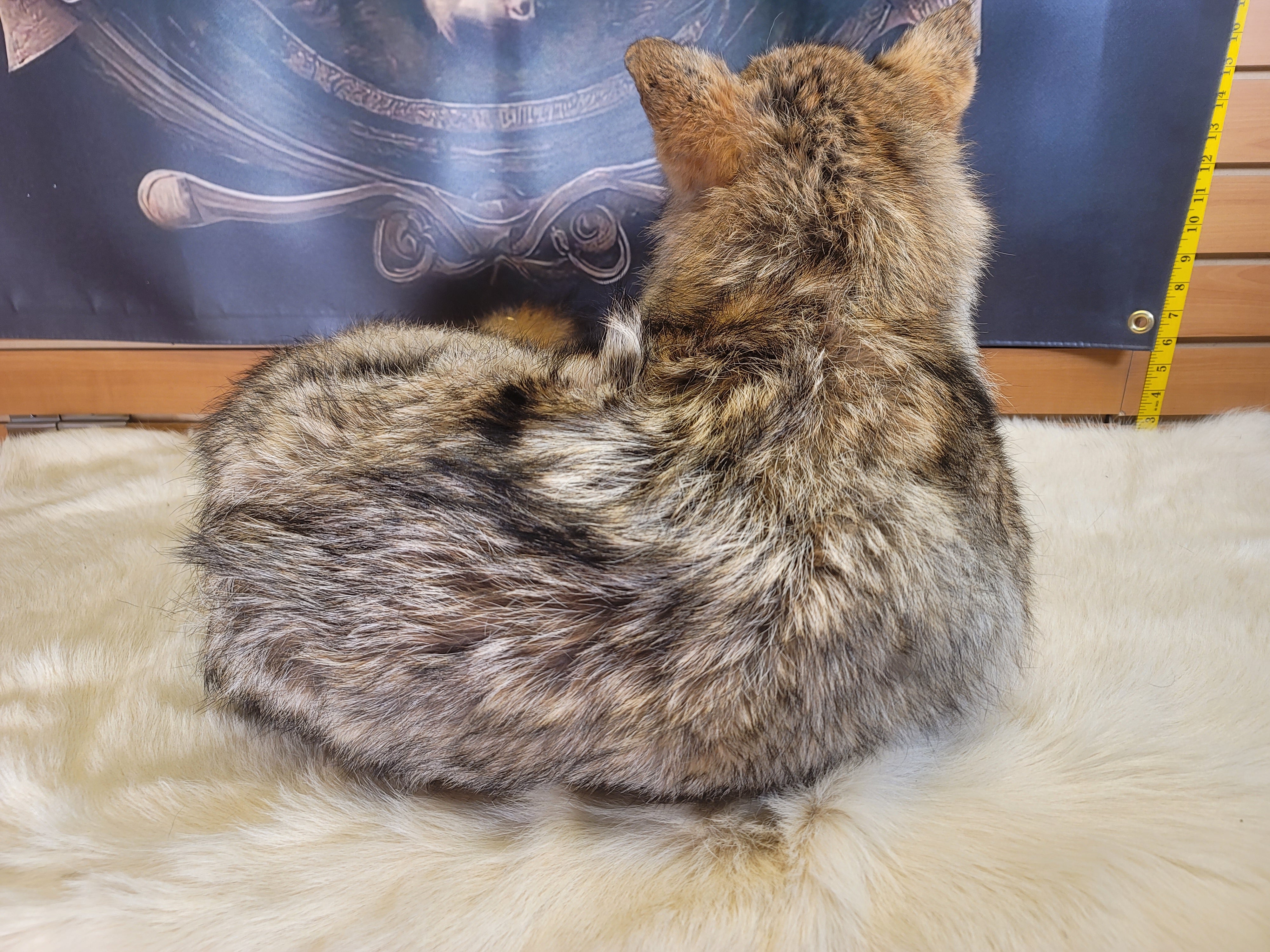 FHCOY303- Coyote Taxidermy Mount