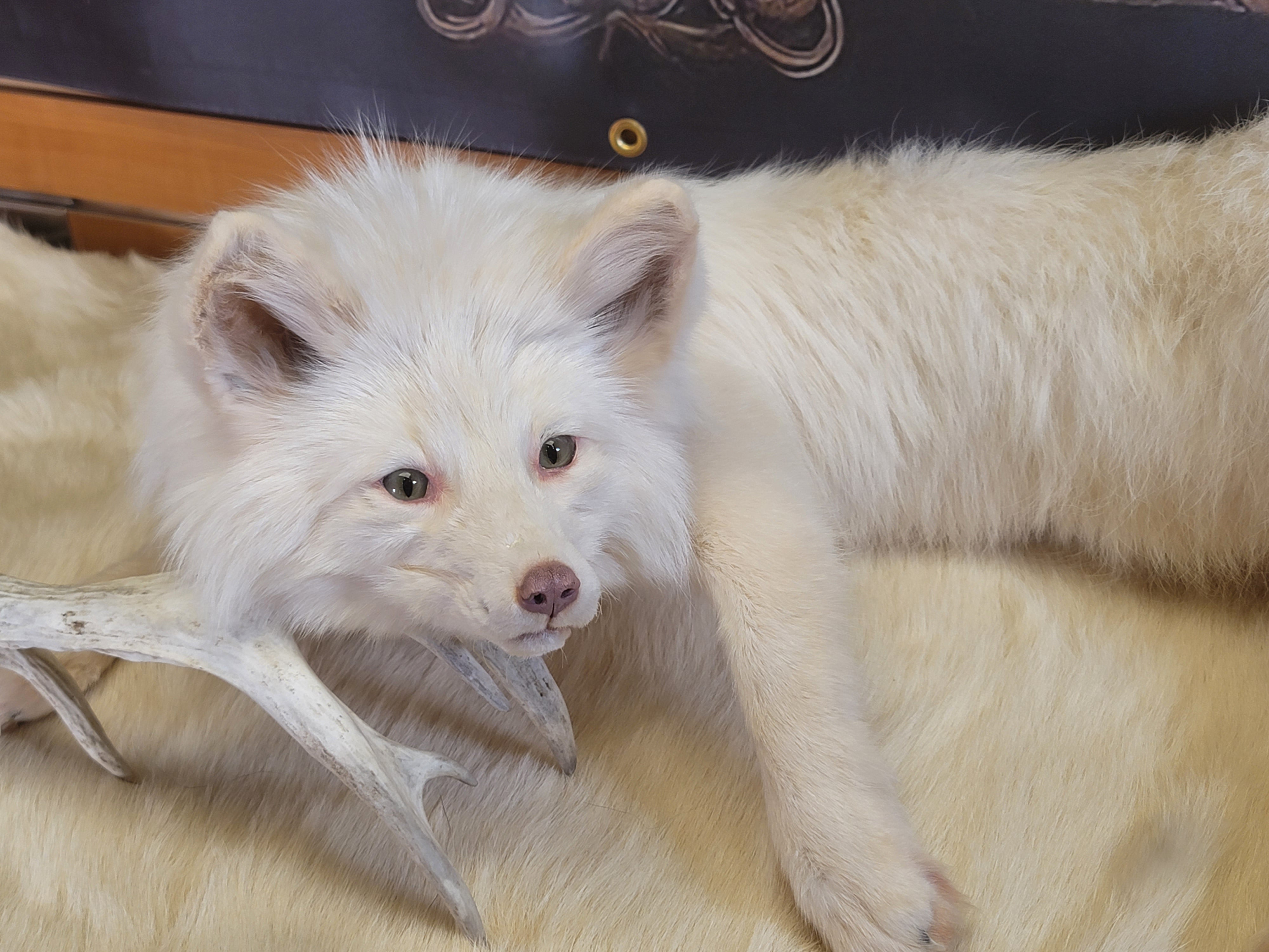 FH161-Stunning Soft -mount Albino Fox Taxidermy Brand New
