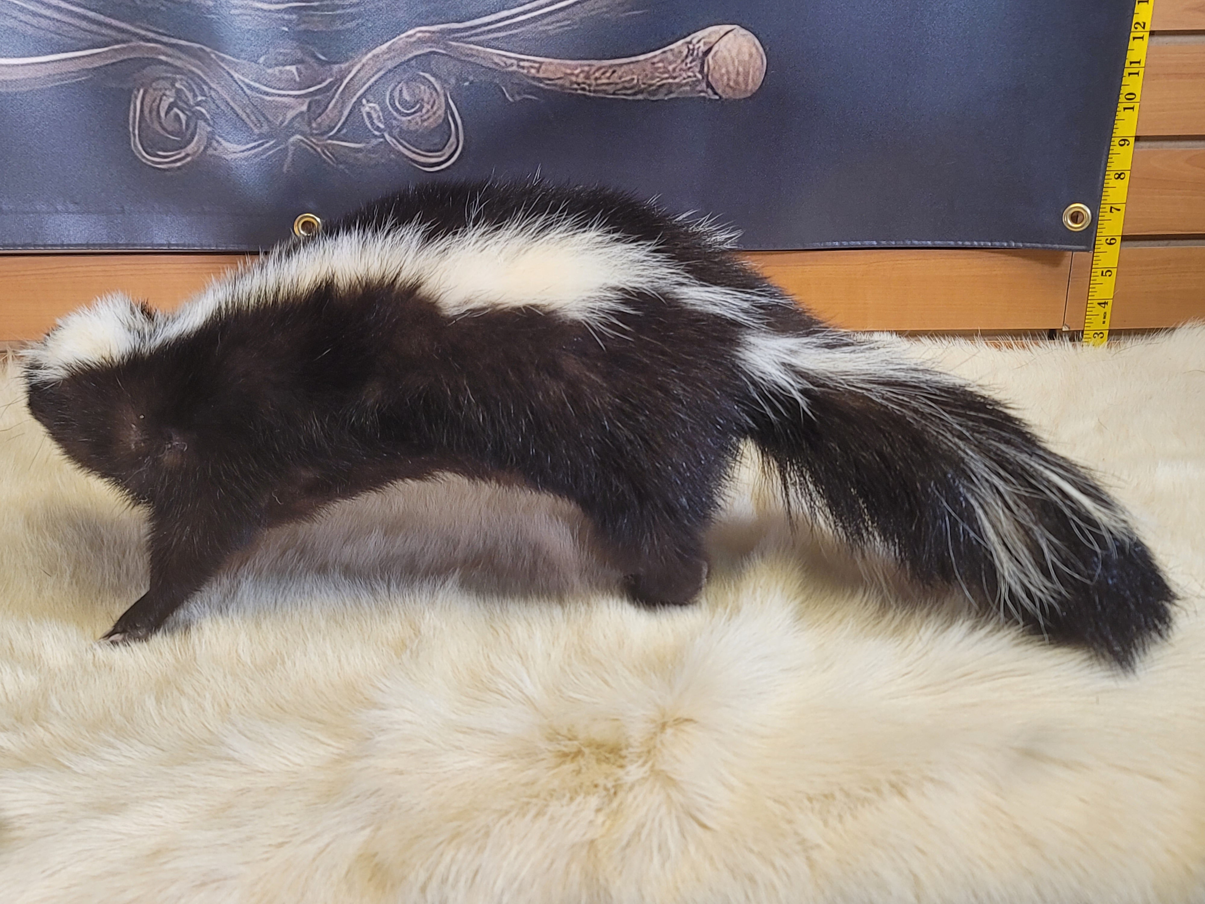 FHSKU301- Skunk Taxidermy Mount