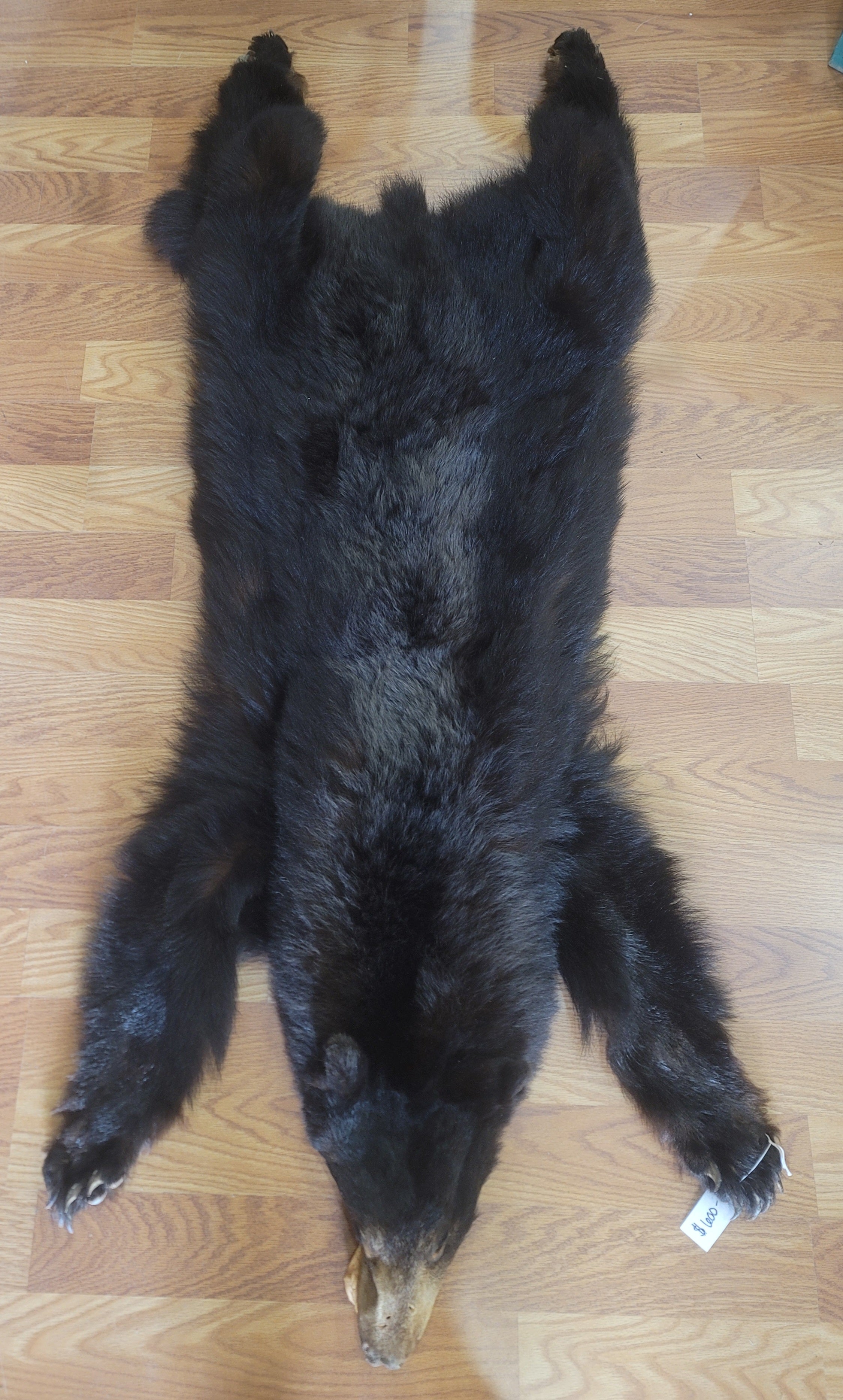 FHBEAR300 - Black Bear Pelt Taxidermy