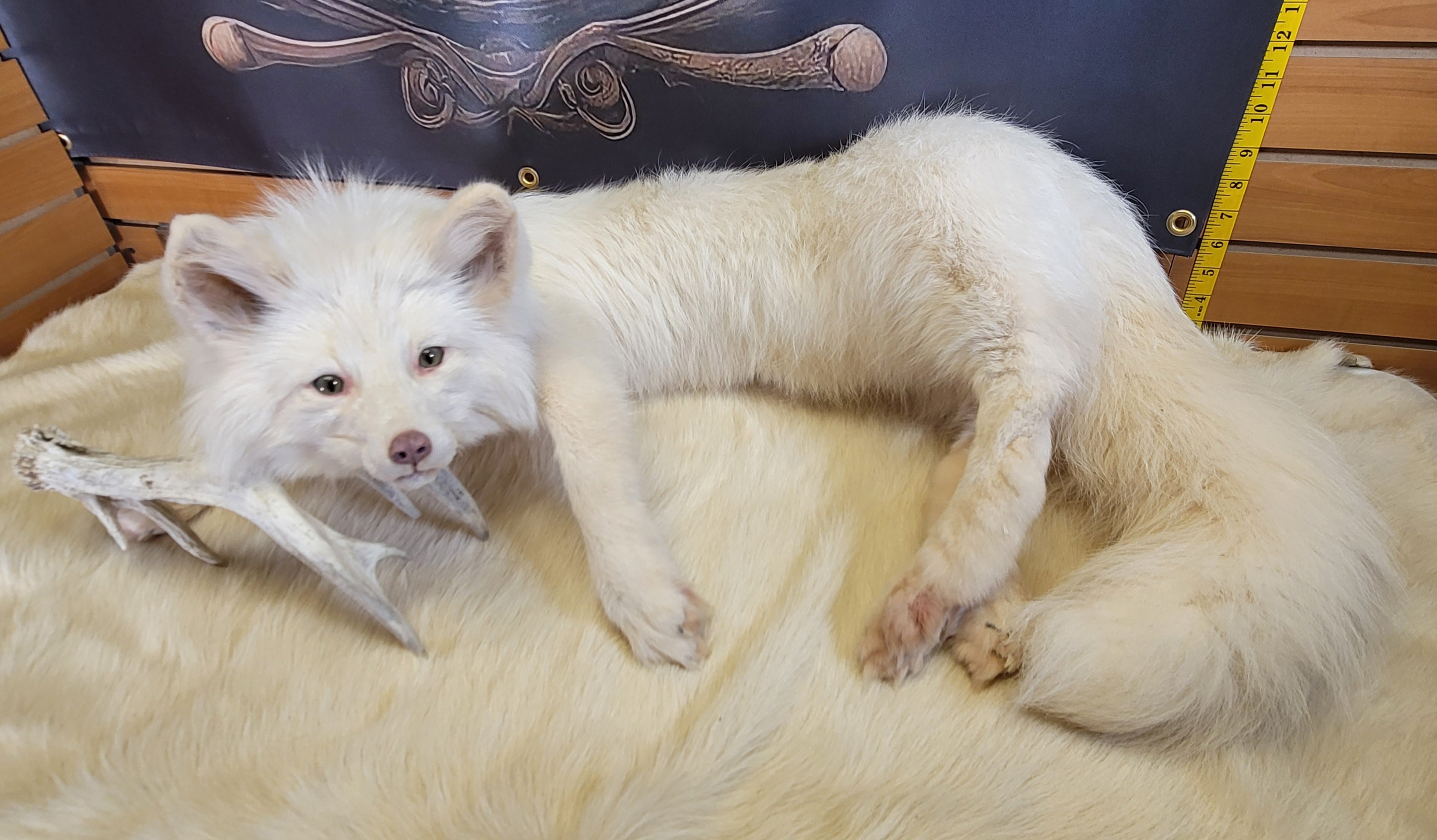 FH161-Stunning Soft -mount Albino Fox Taxidermy Brand New