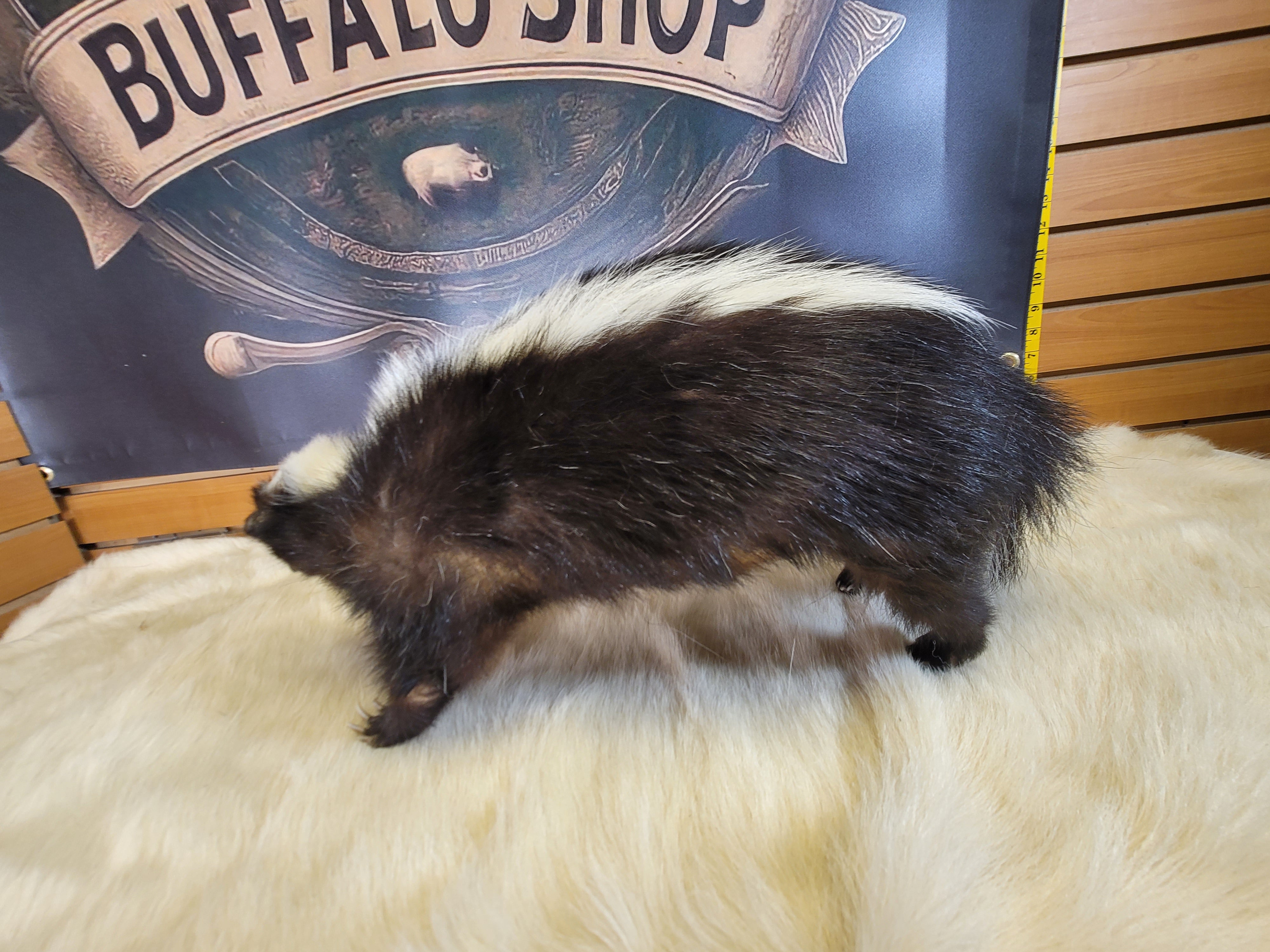 FHSKU302- Skunk Taxidermy Mount