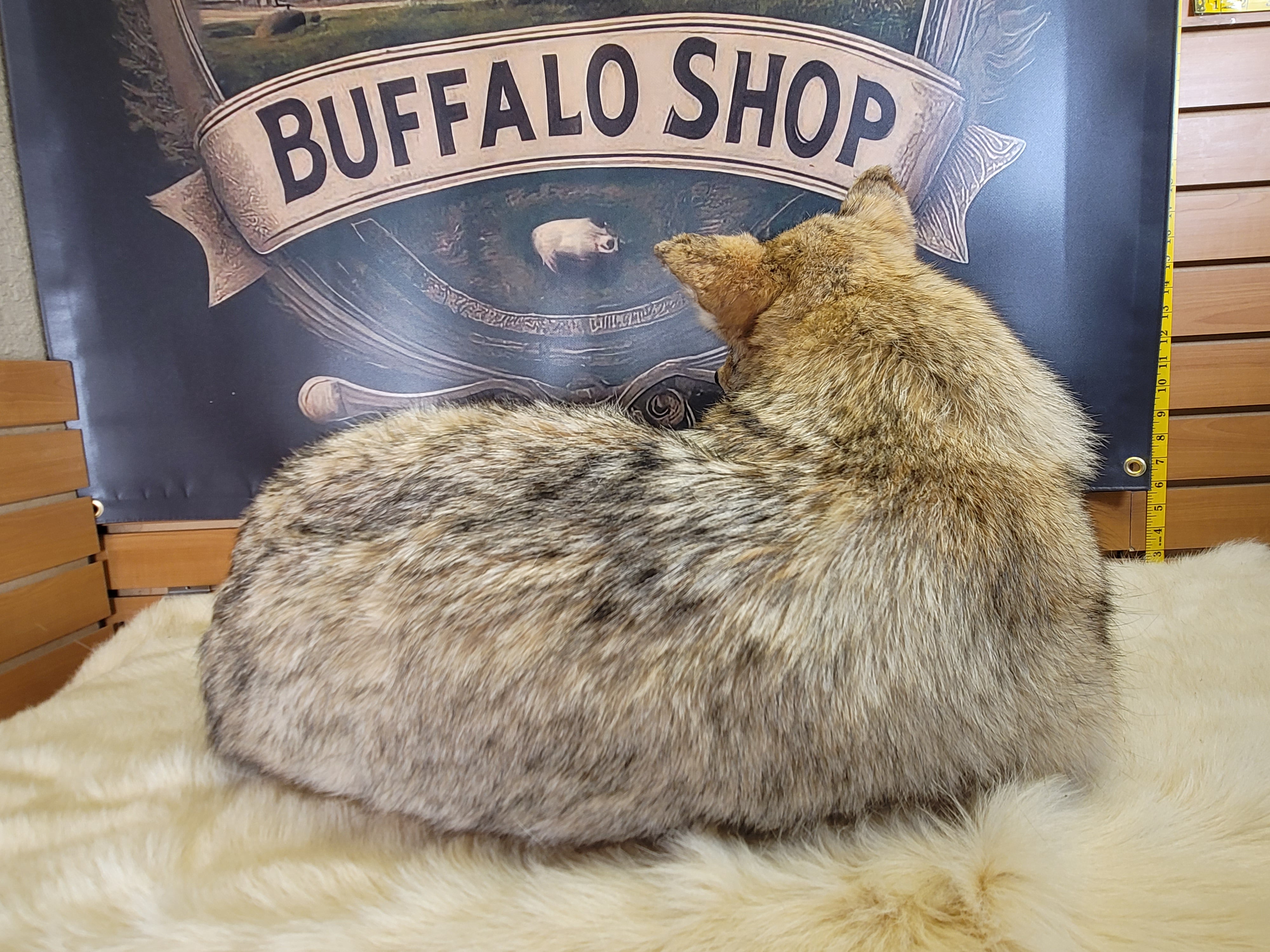 FHCOY305- Coyote Taxidermy Mount