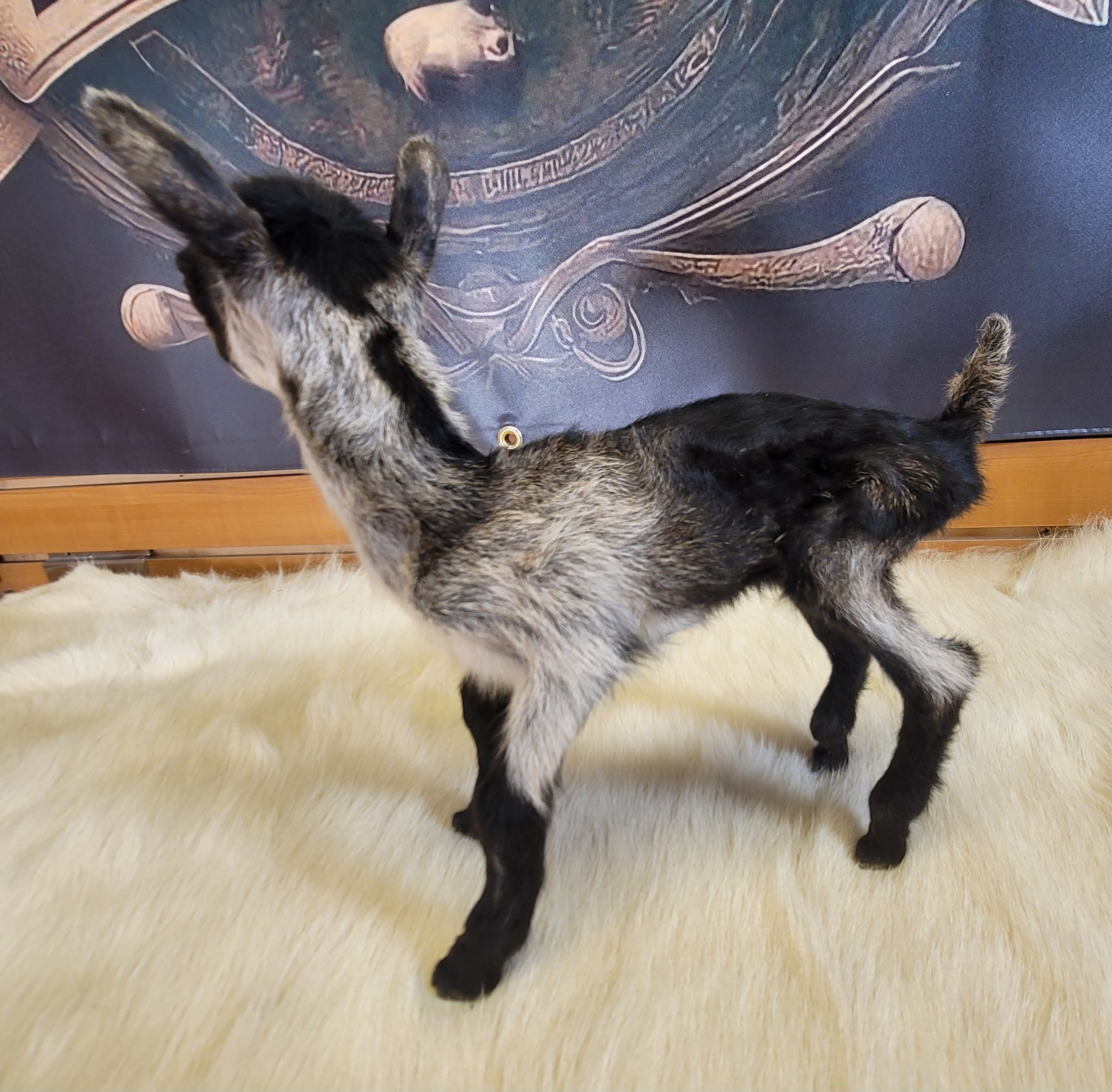 FHGOA303- Baby Goat Taxidermy Mount