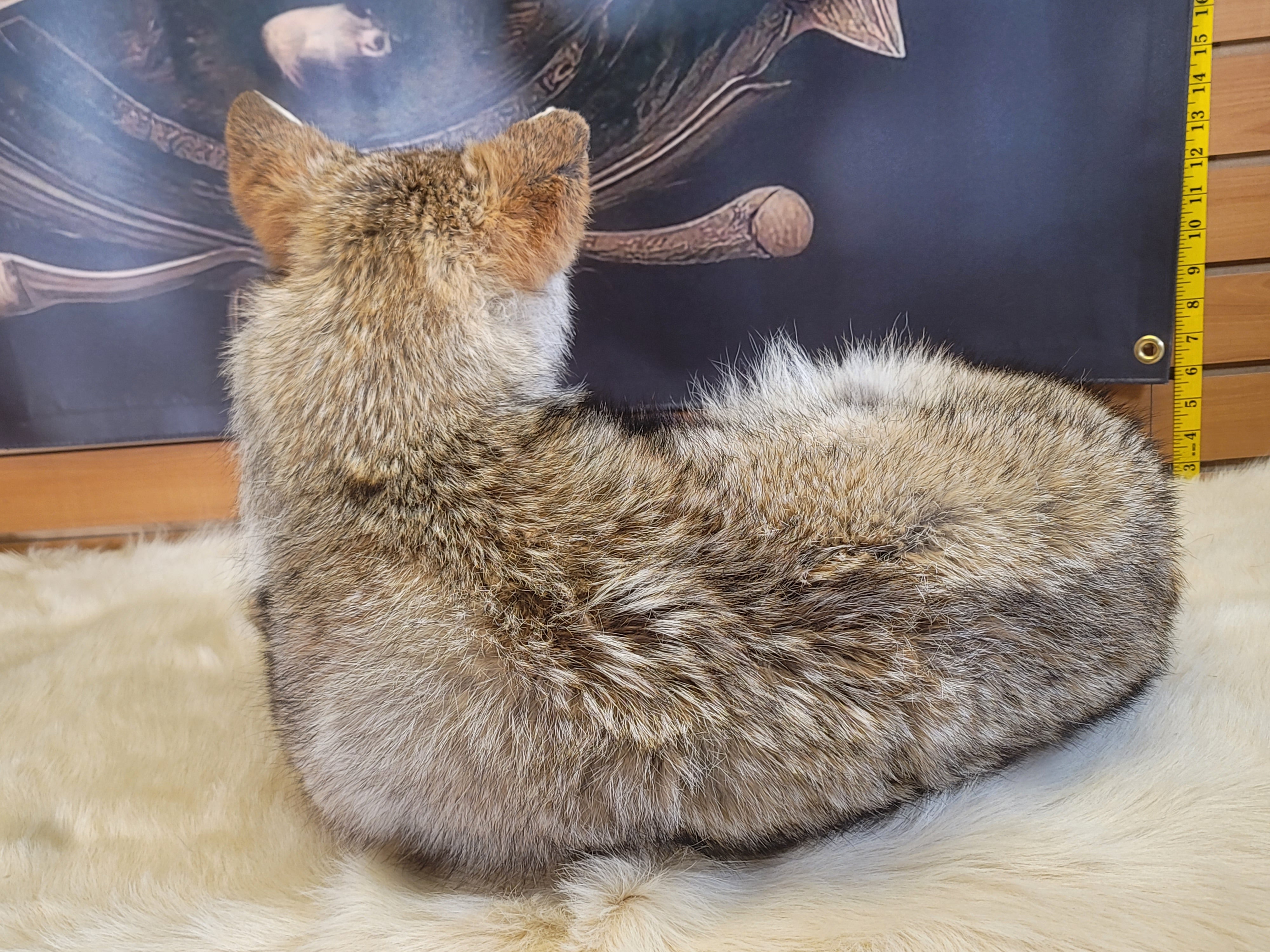 FHCOY301- Coyote Taxidermy Mount