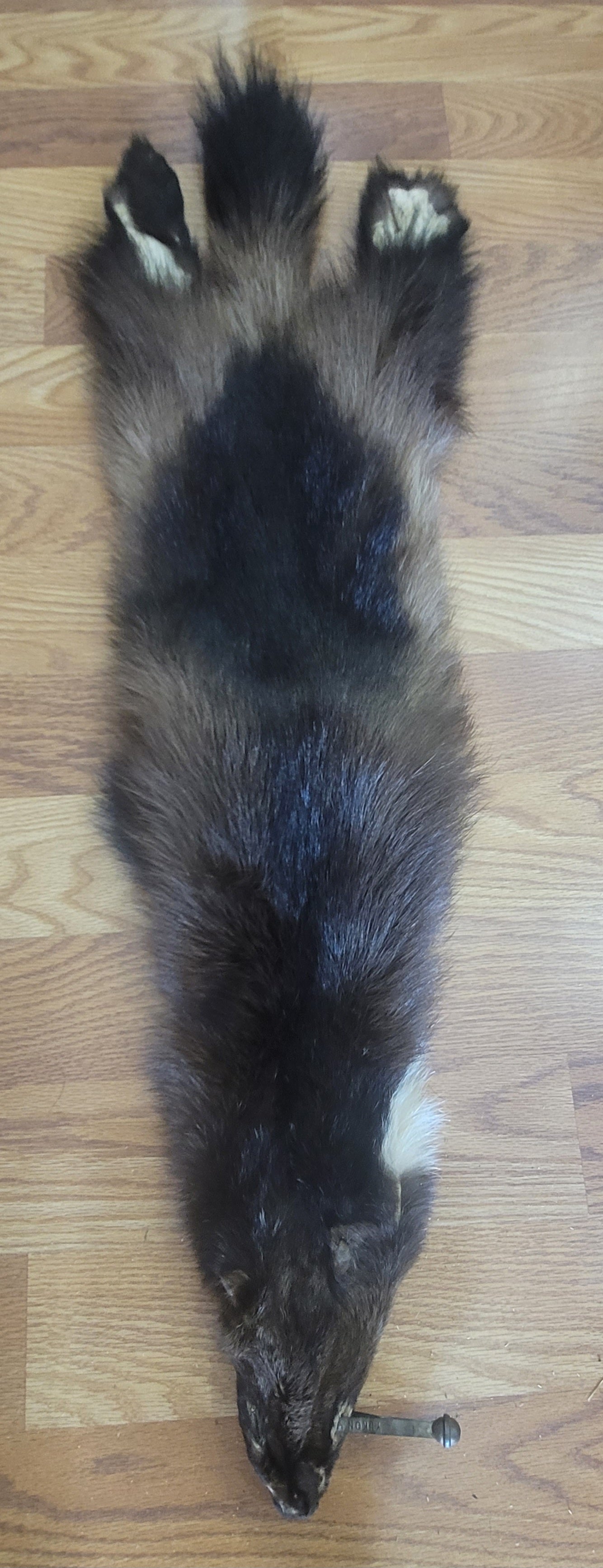 FHWVL300 - Wolverine Pelt Taxidermy