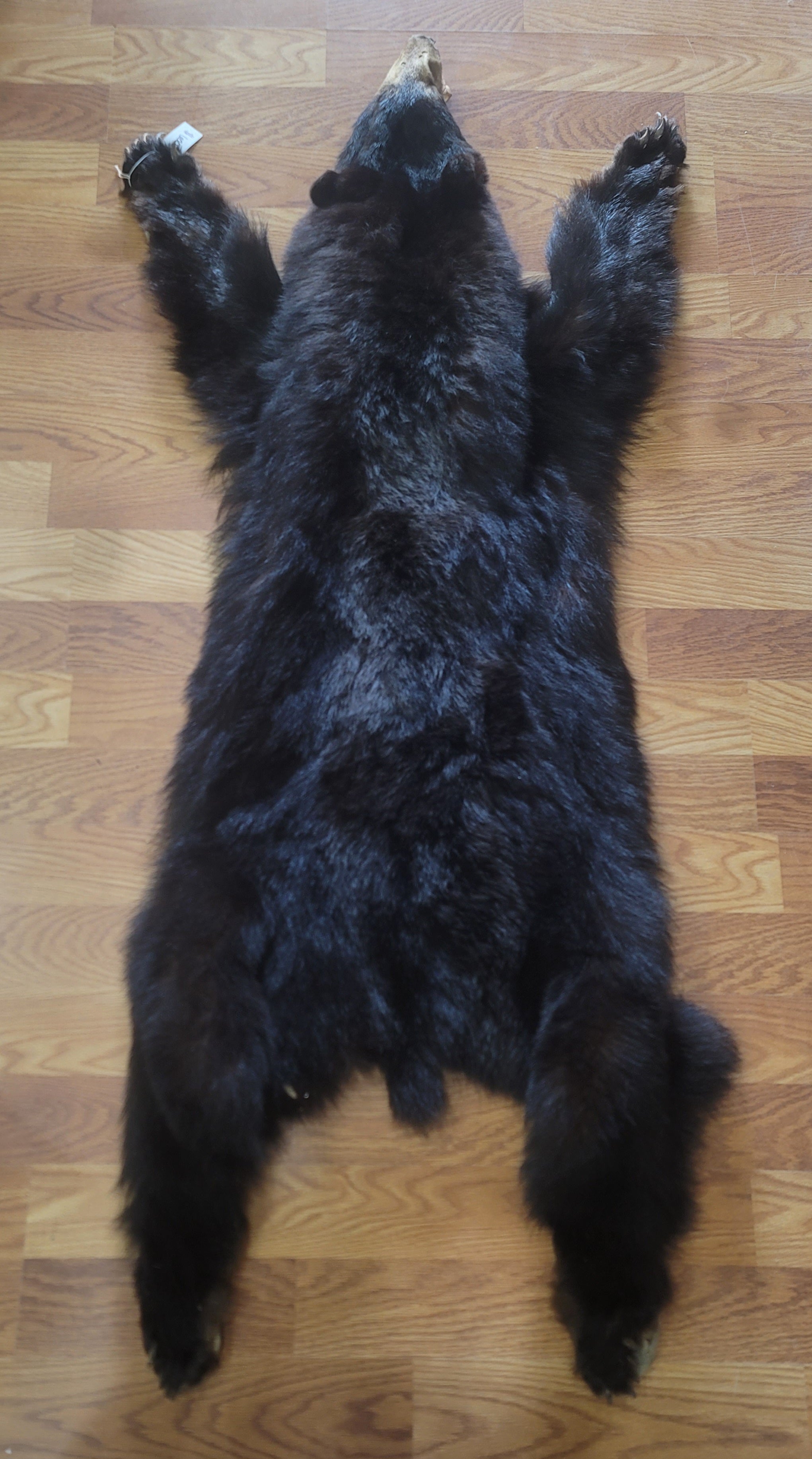 FHBEAR300 - Black Bear Pelt Taxidermy