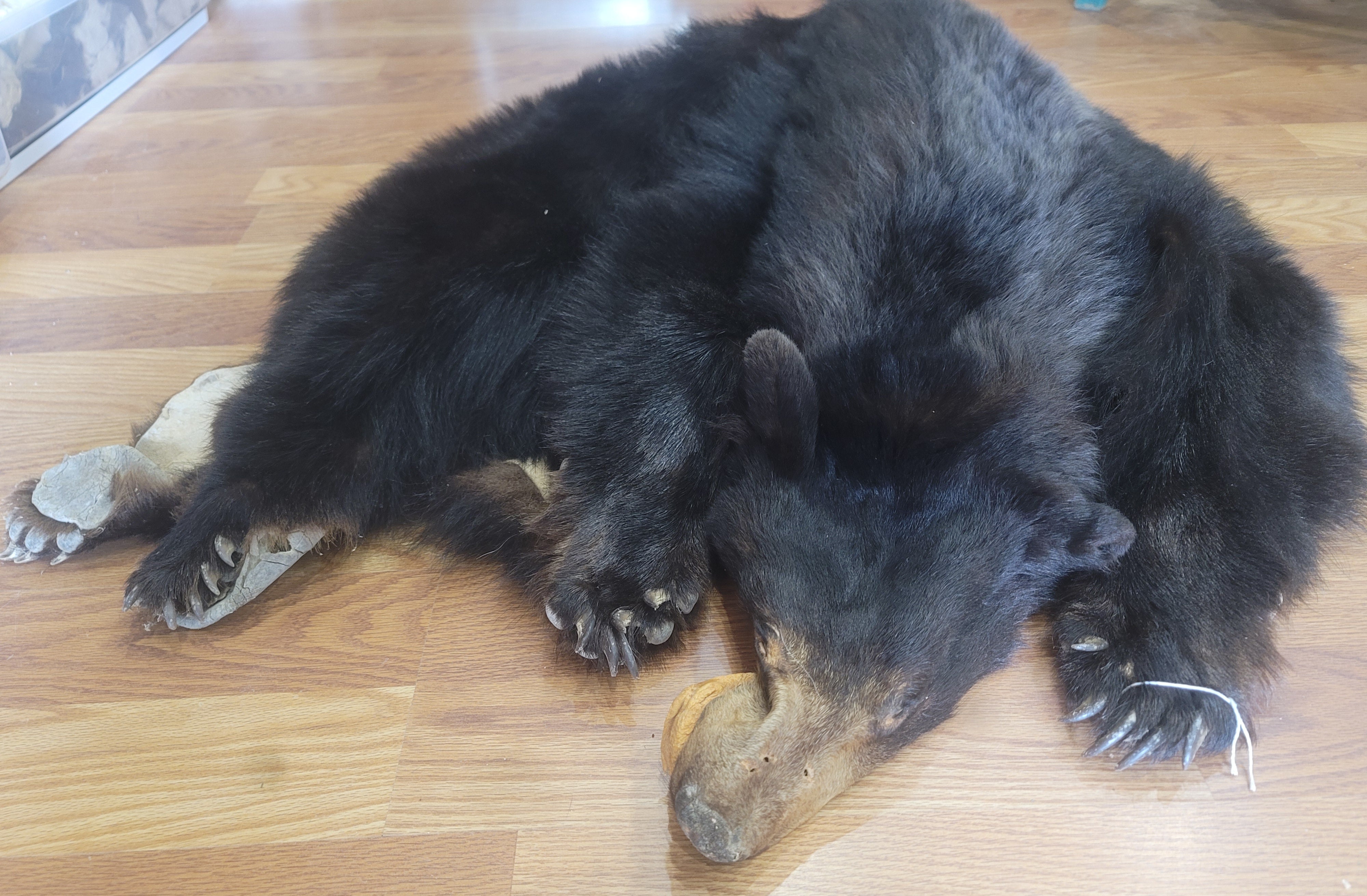 FHBEAR300 - Black Bear Pelt Taxidermy