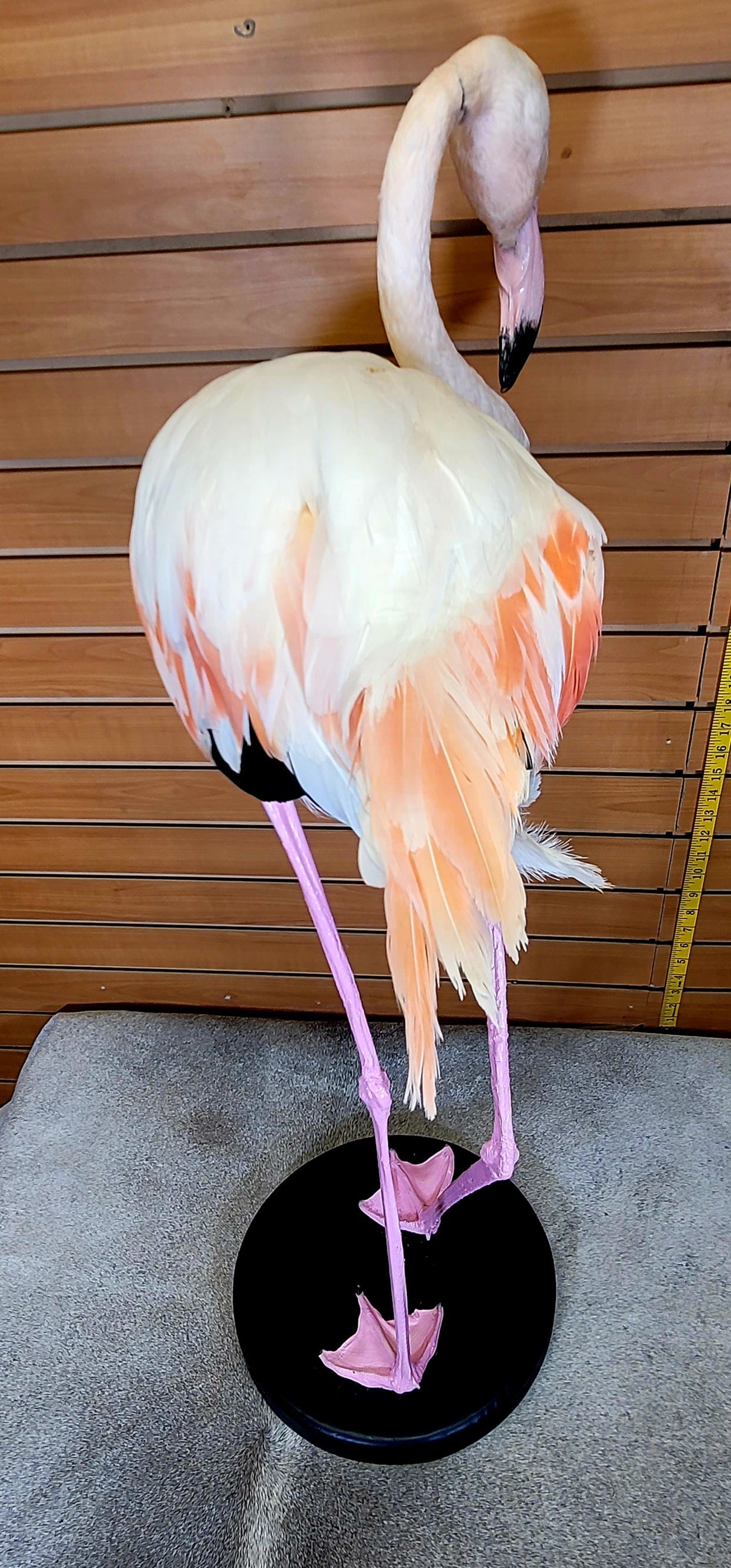 FHFLA301- Chilean Flamingo Lifesize Taxidermy Mount