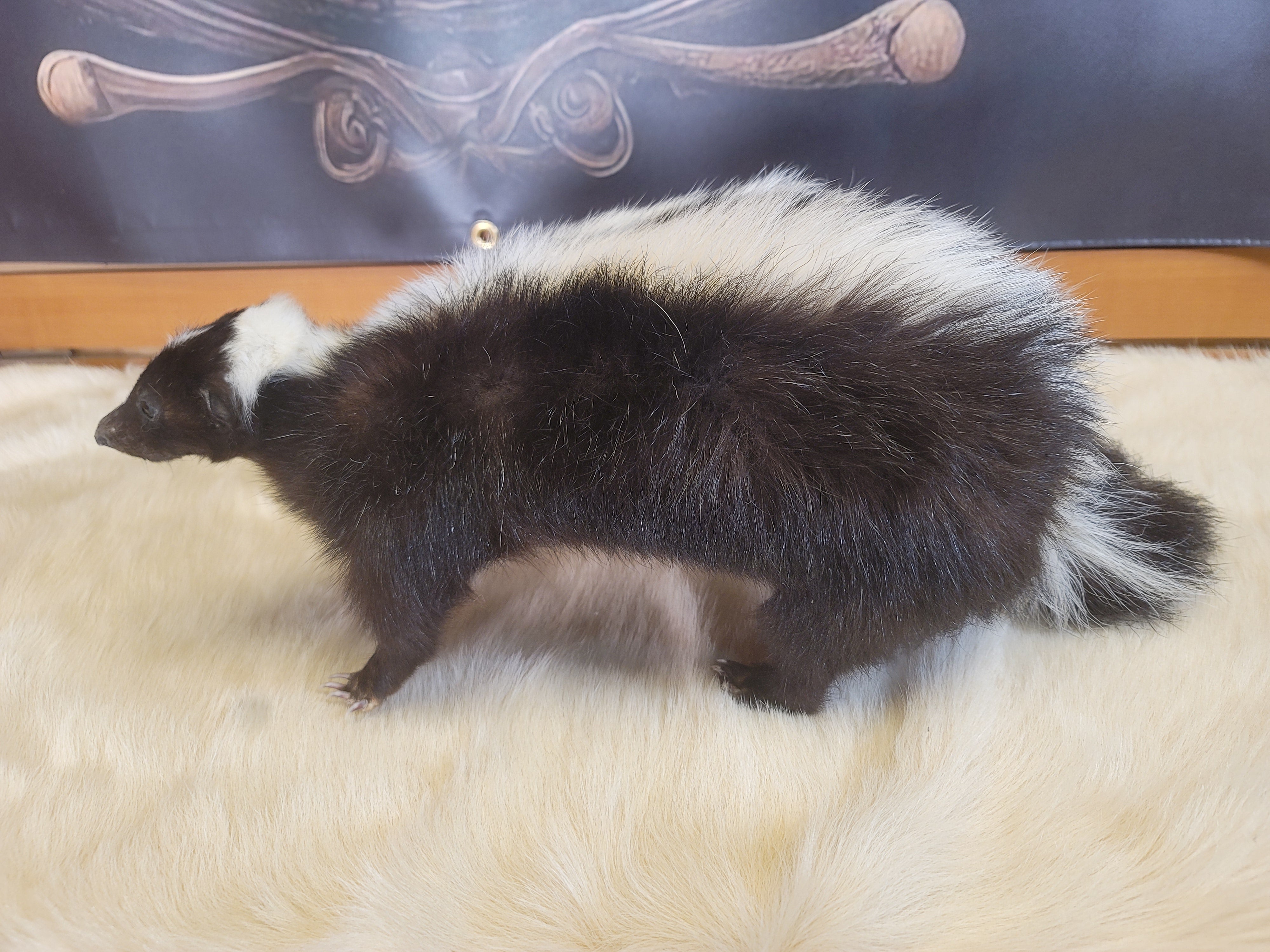 FHSKU303- Skunk Taxidermy Mount