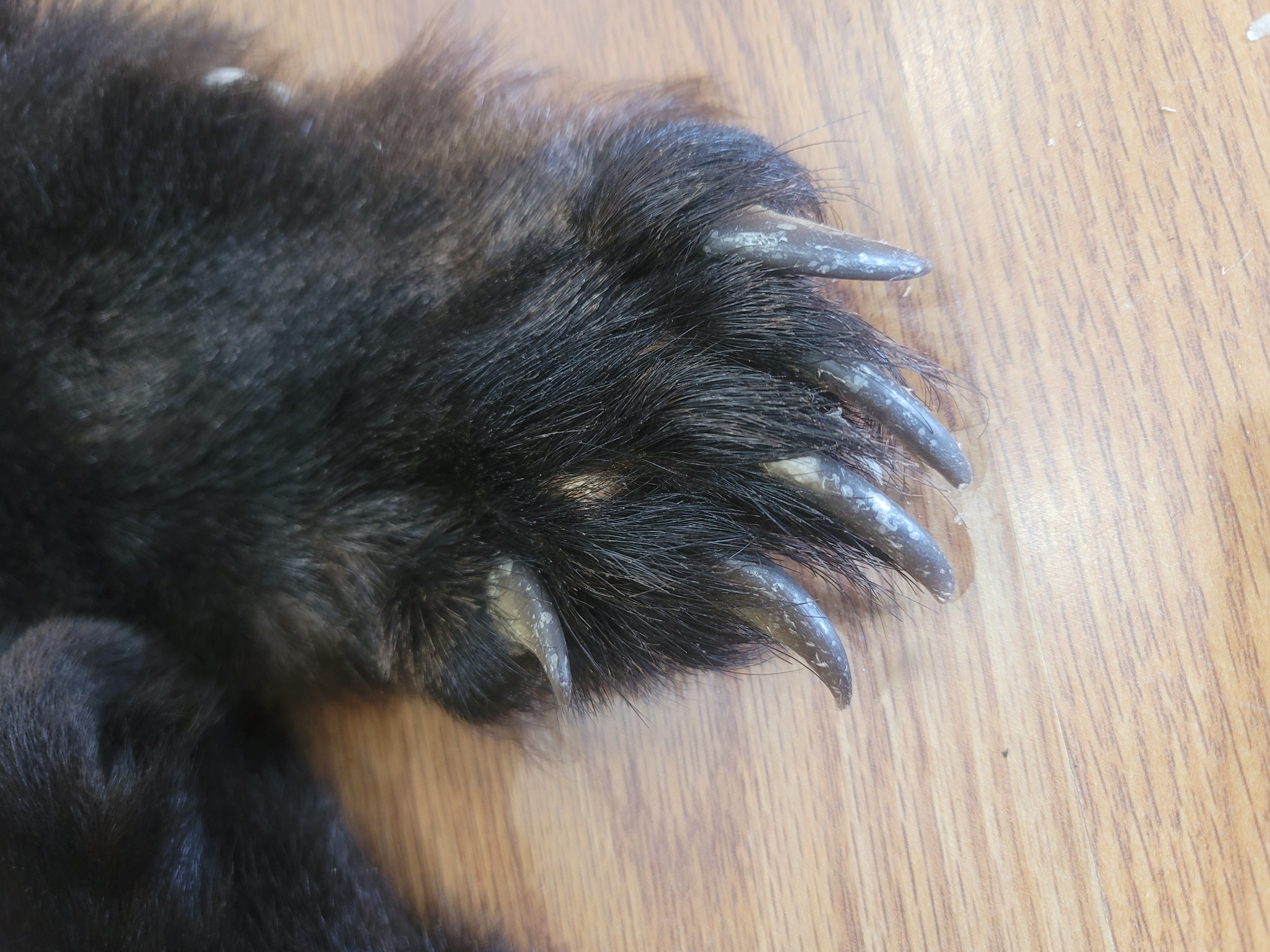 FHBEAR300 - Black Bear Pelt Taxidermy