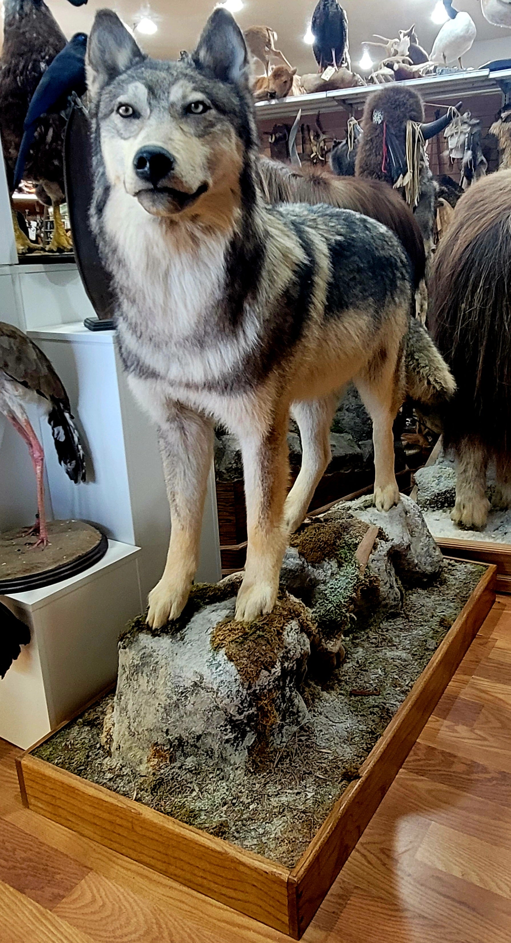 FHWOLF301- Grey Wolf Lifesize Taxidermy Mount