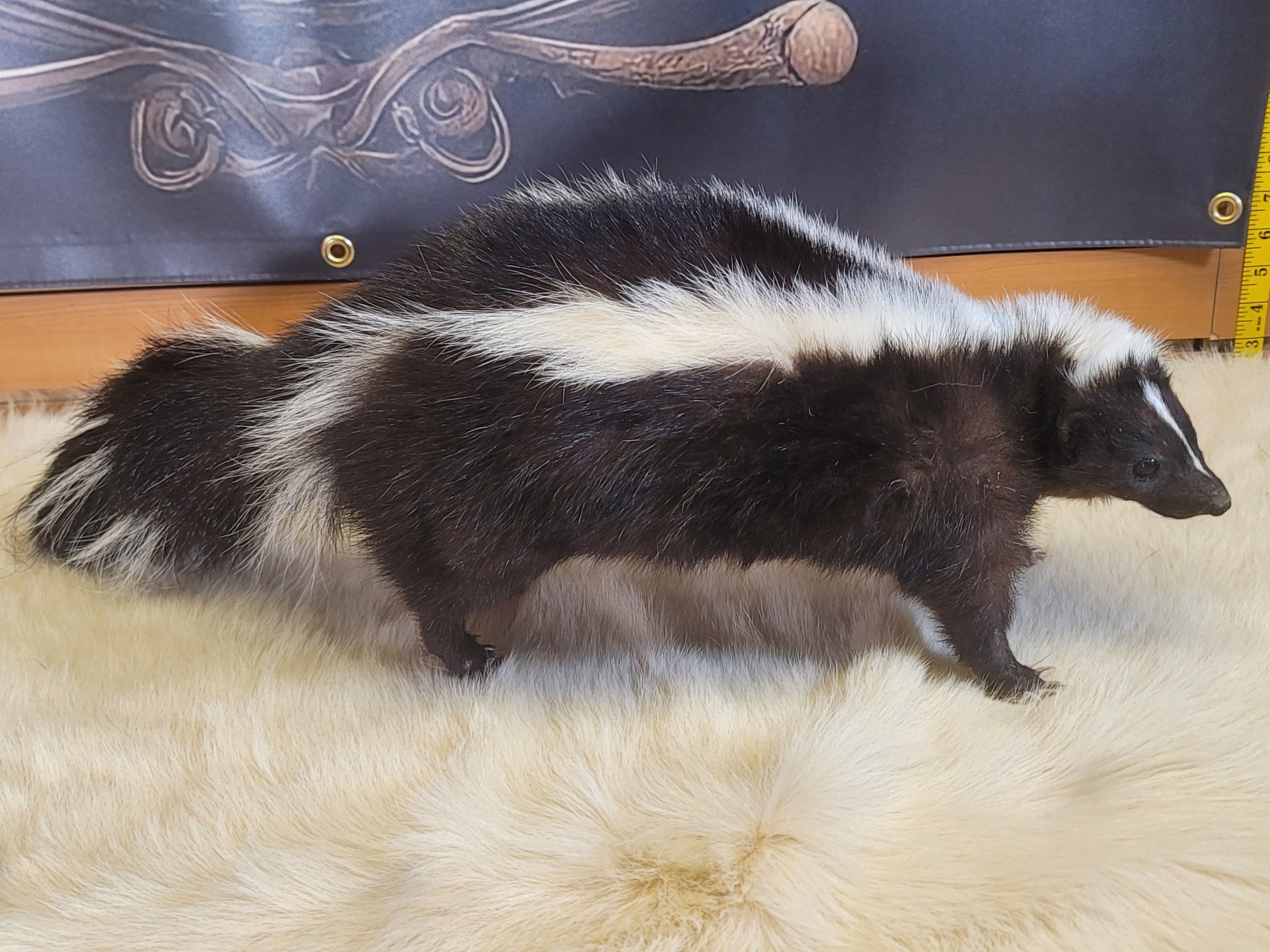 FHSKU301- Skunk Taxidermy Mount