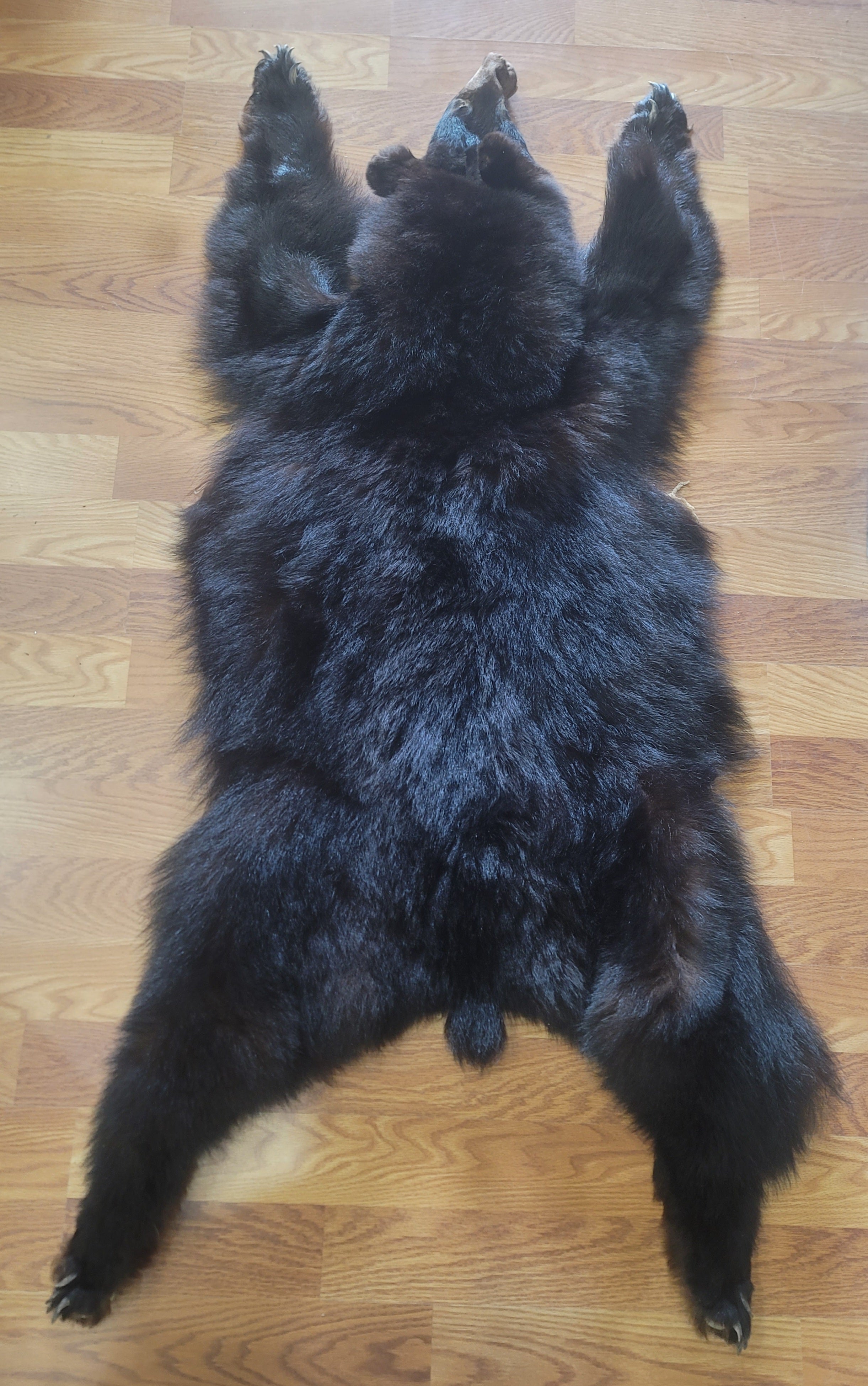 FHBEAR301 - Black Bear Pelt Taxidermy