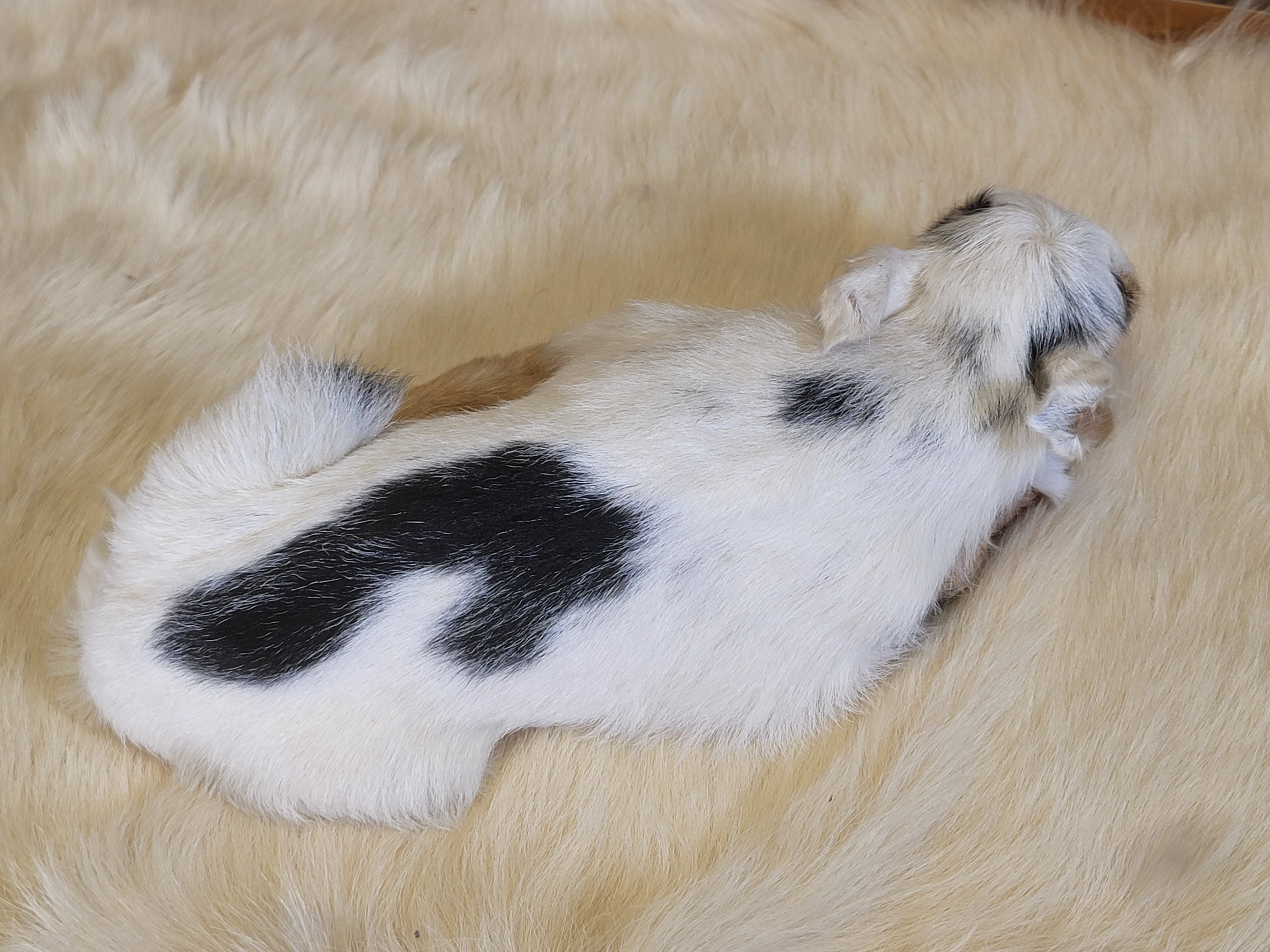 FHGOA300- Baby Goat taxidermy mount