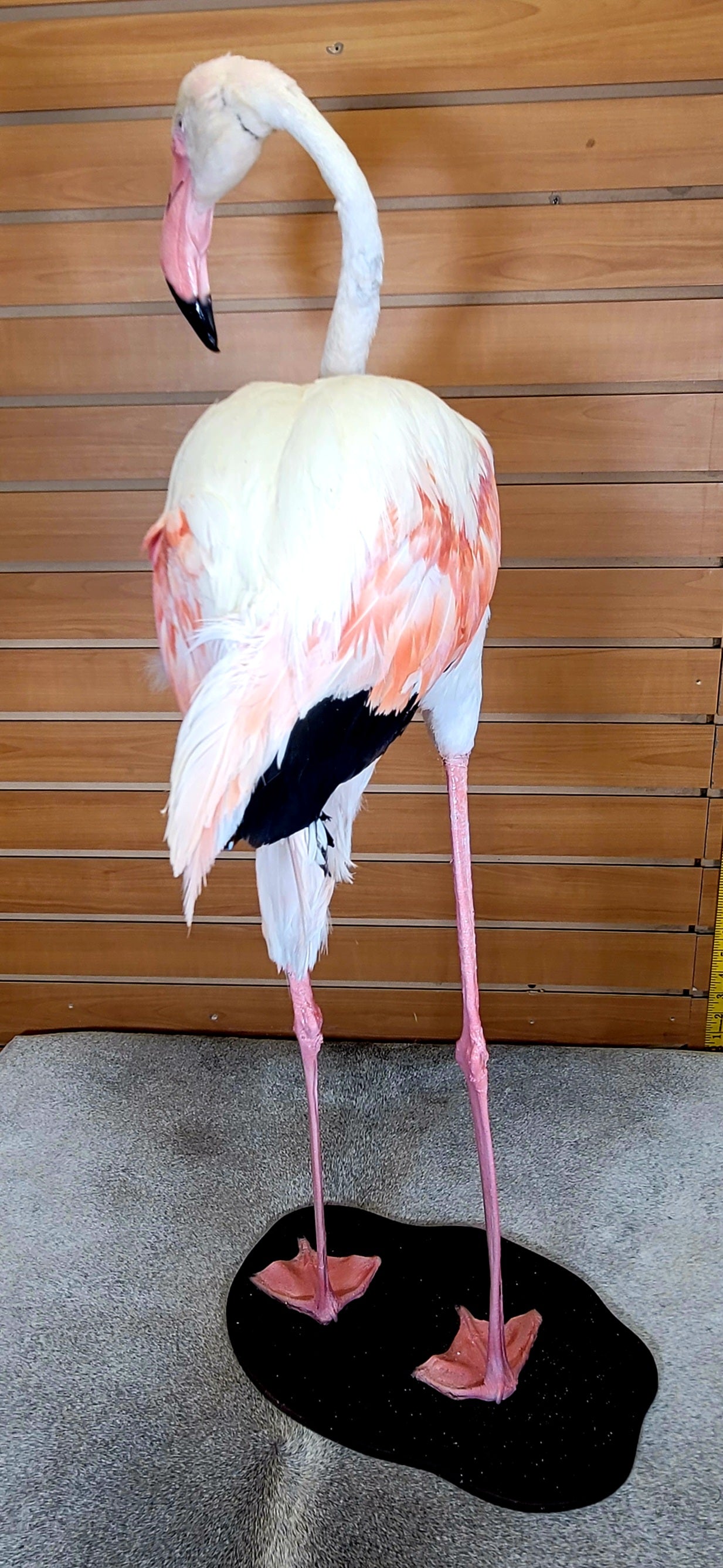 FHFLA300- Chilean Flamingo Lifesize Taxidermy Mount