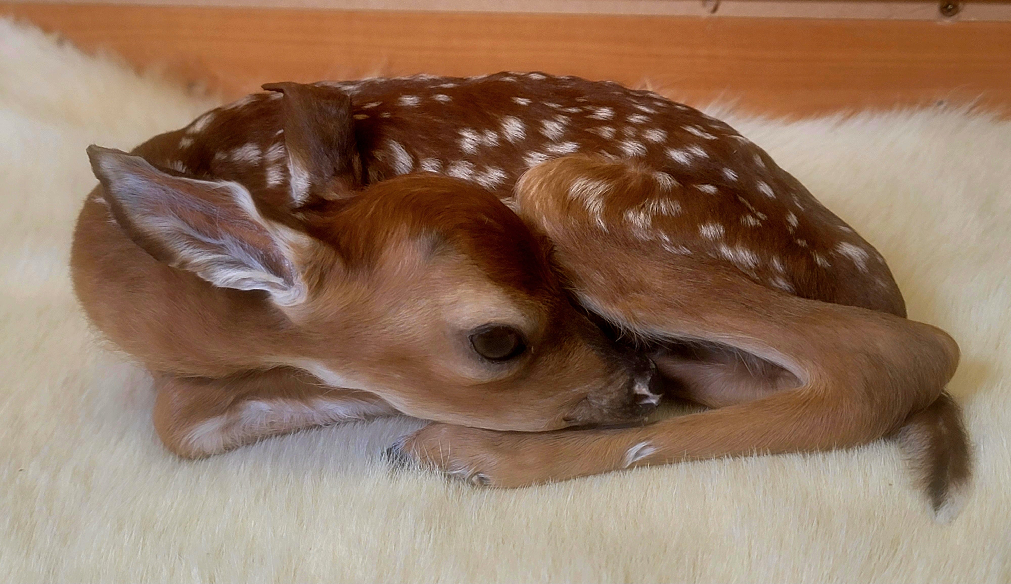 FHFAWN301- Fawn Lifesize Taxidermy Mount