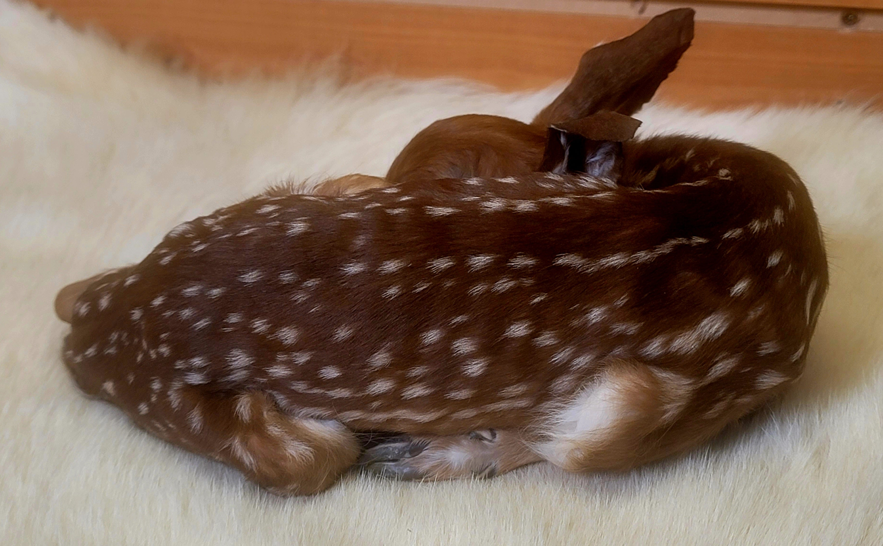 FHFAWN301- Fawn Lifesize Taxidermy Mount