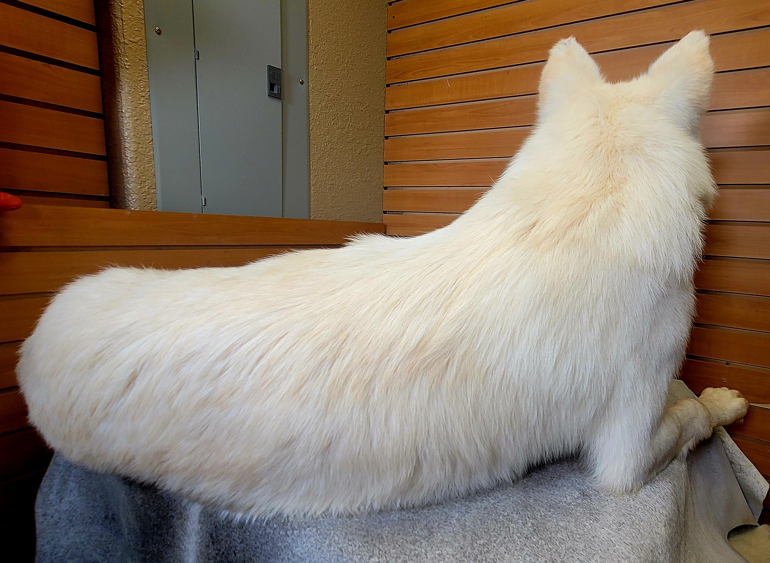 FHWOLF300- Rare White Wolf Lifesize Taxidermy Mount