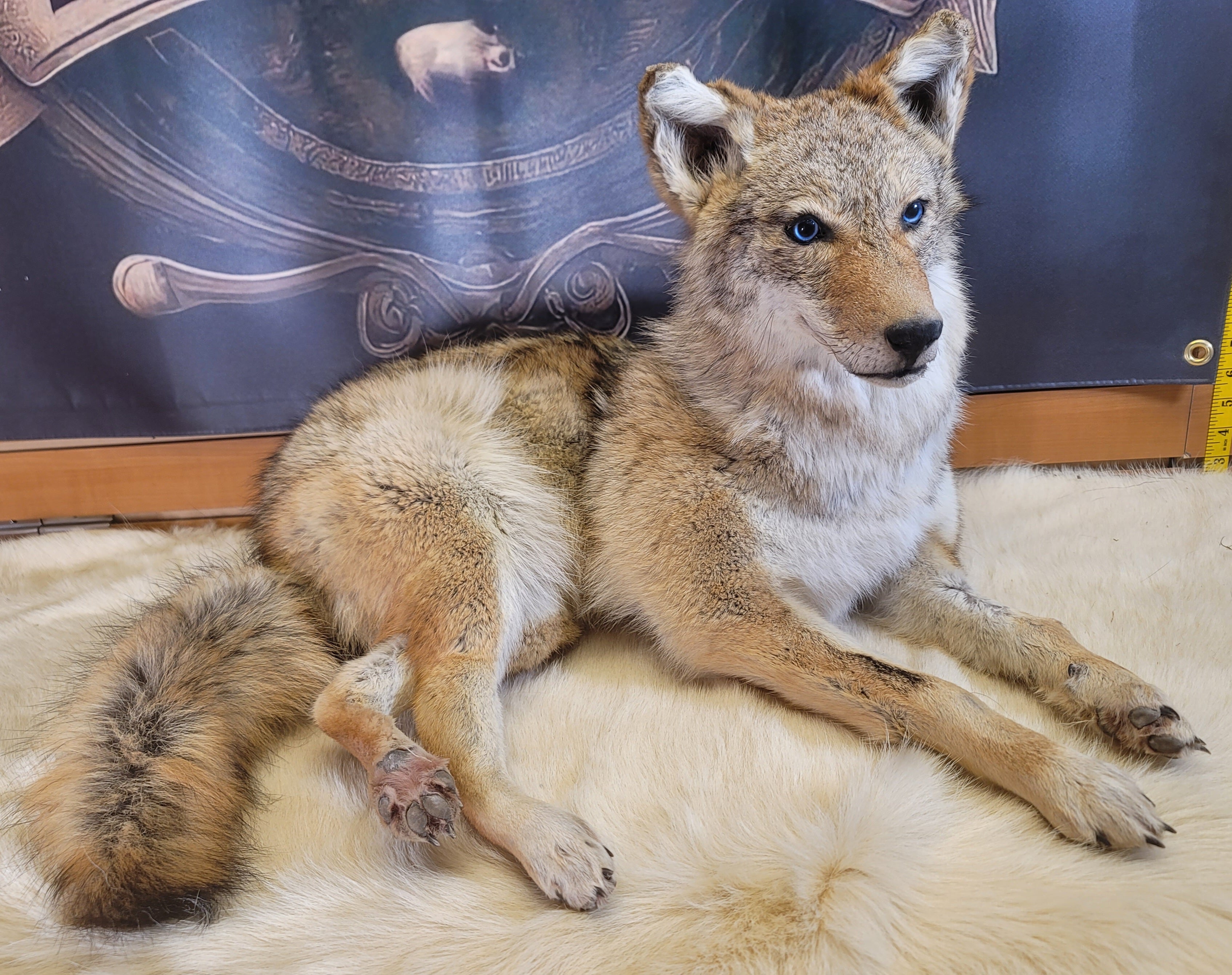 FHCOY304- Coyote Taxidermy Mount