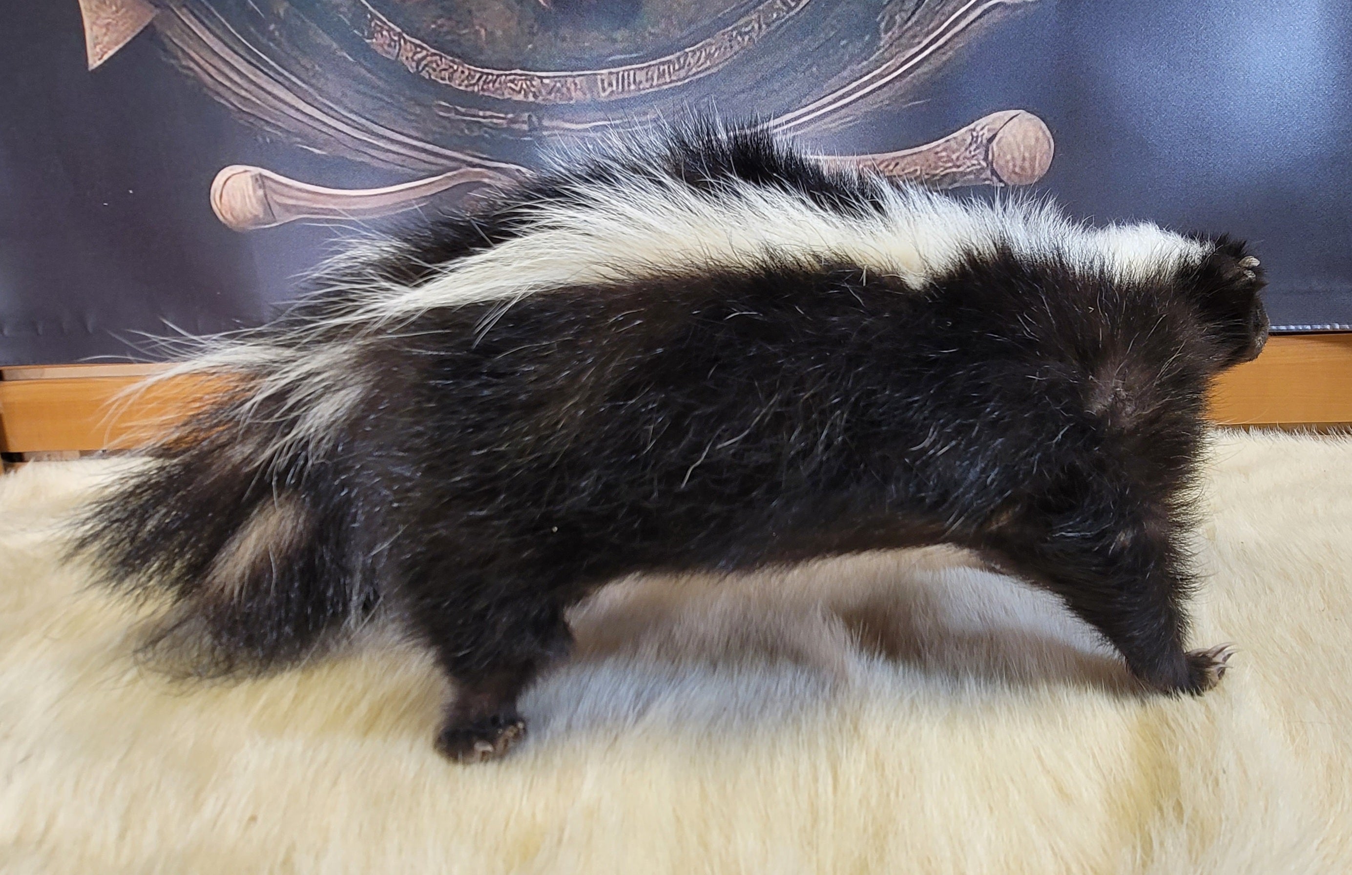 FHSKU305- Skunk Taxidermy Mount