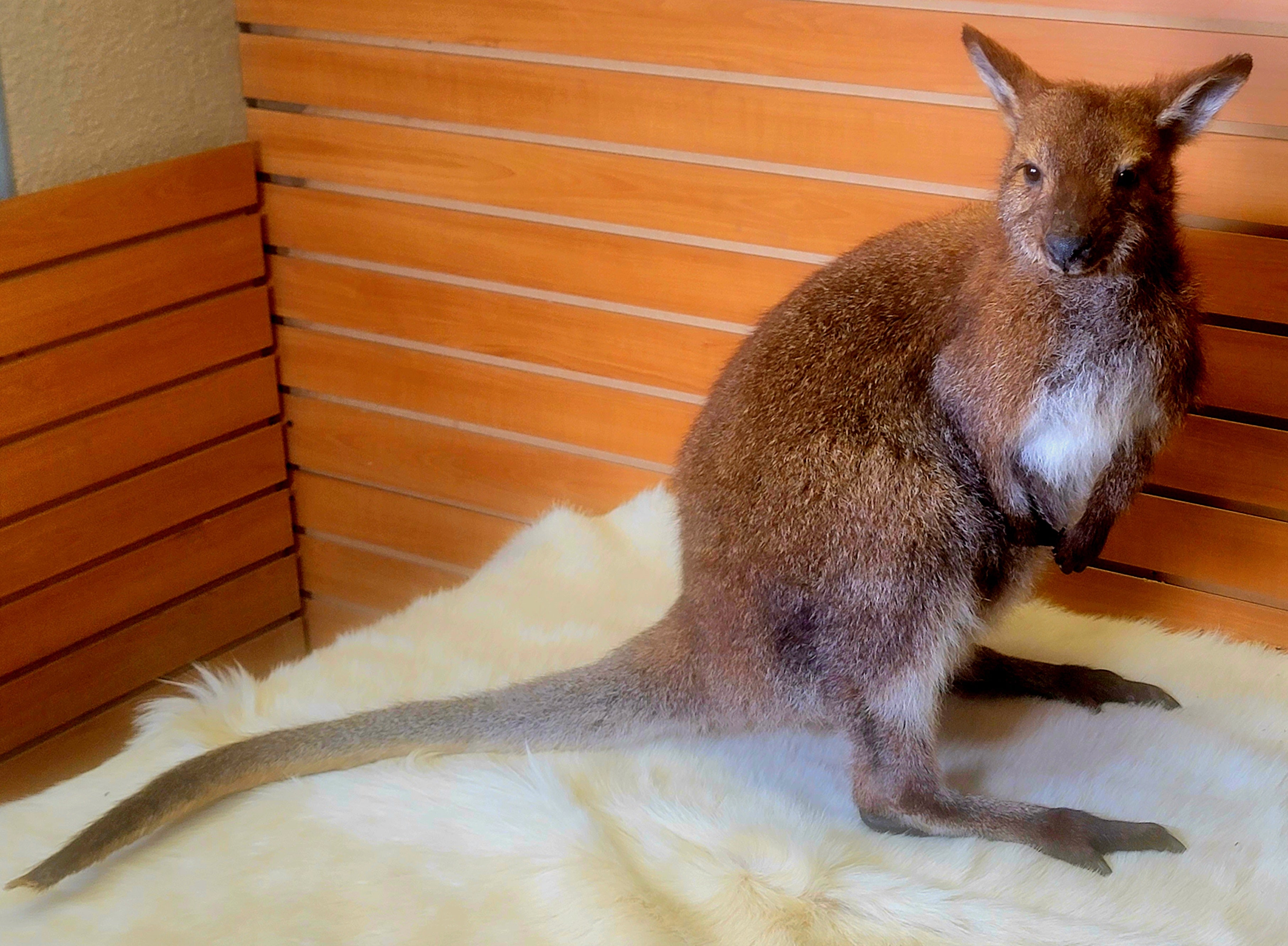 FHWAL300- Wallaby Lifesize Taxidermy Mount