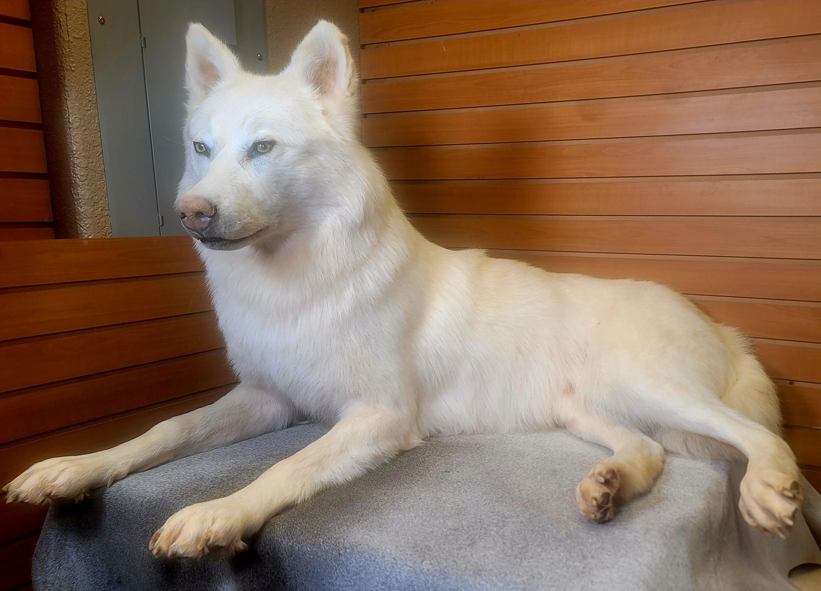 FHWOLF300- Rare White Wolf Lifesize Taxidermy Mount
