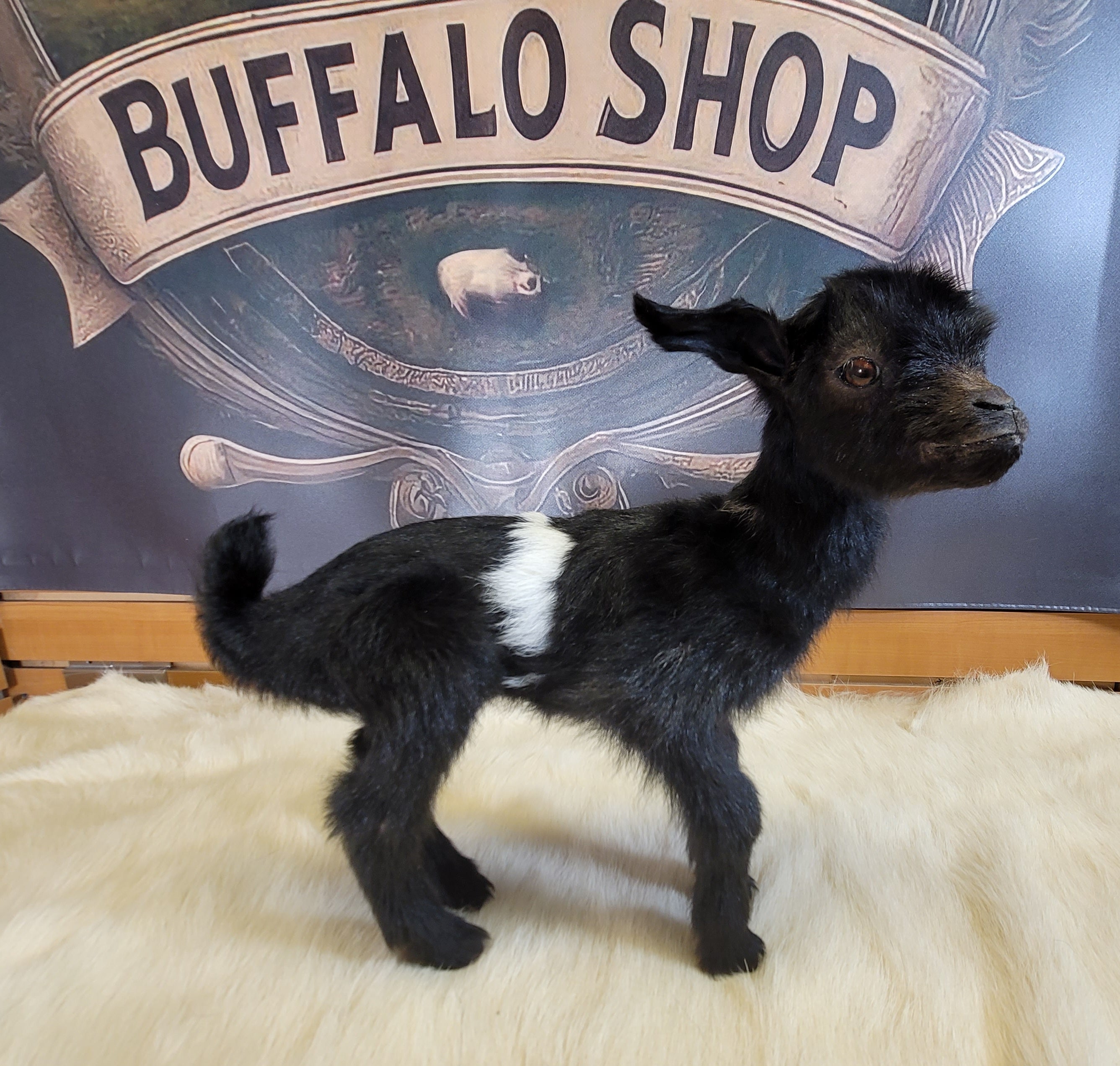 FHGOA302- Baby Goat Taxidermy Mount