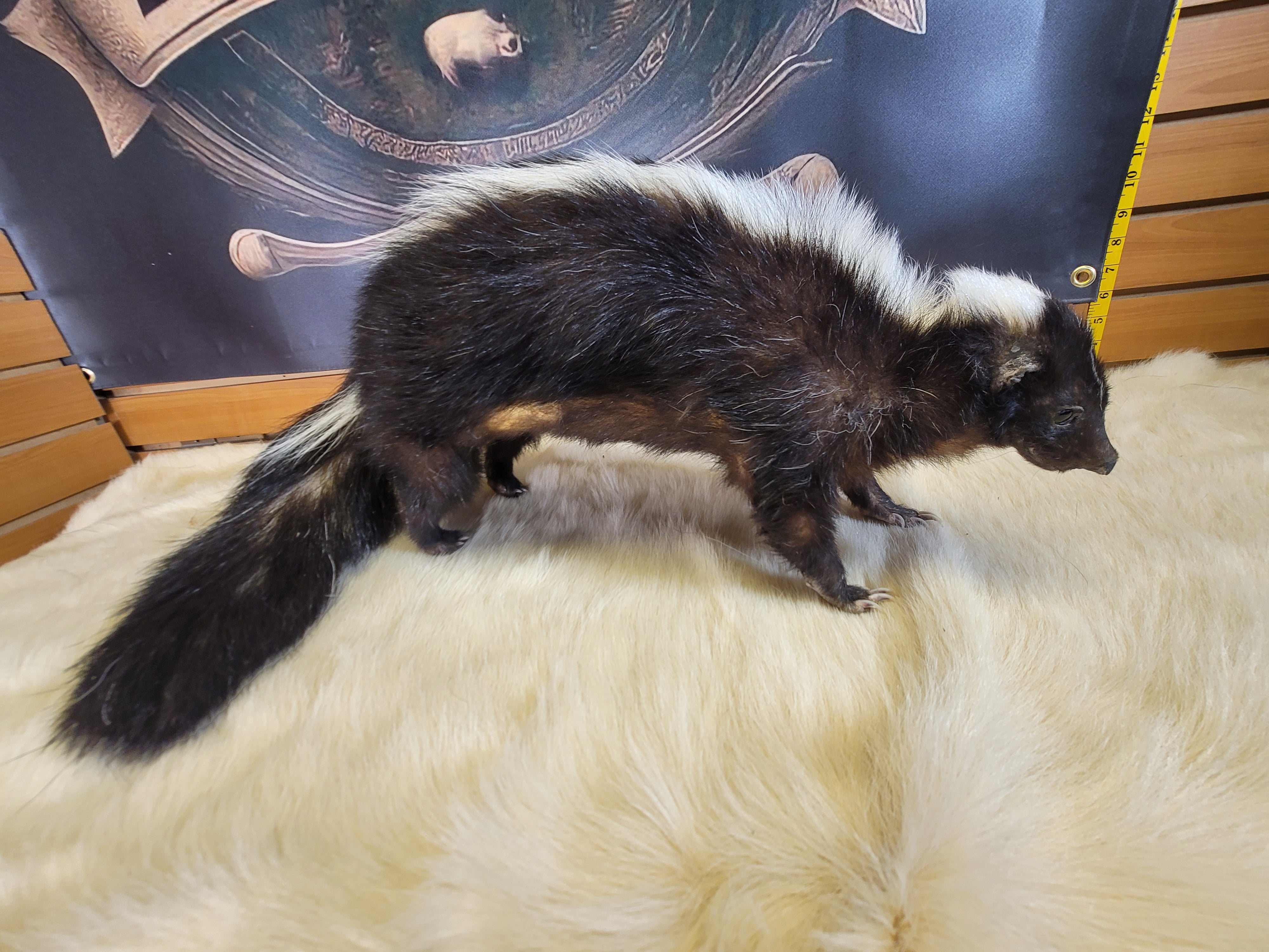 FHSKU302- Skunk Taxidermy Mount