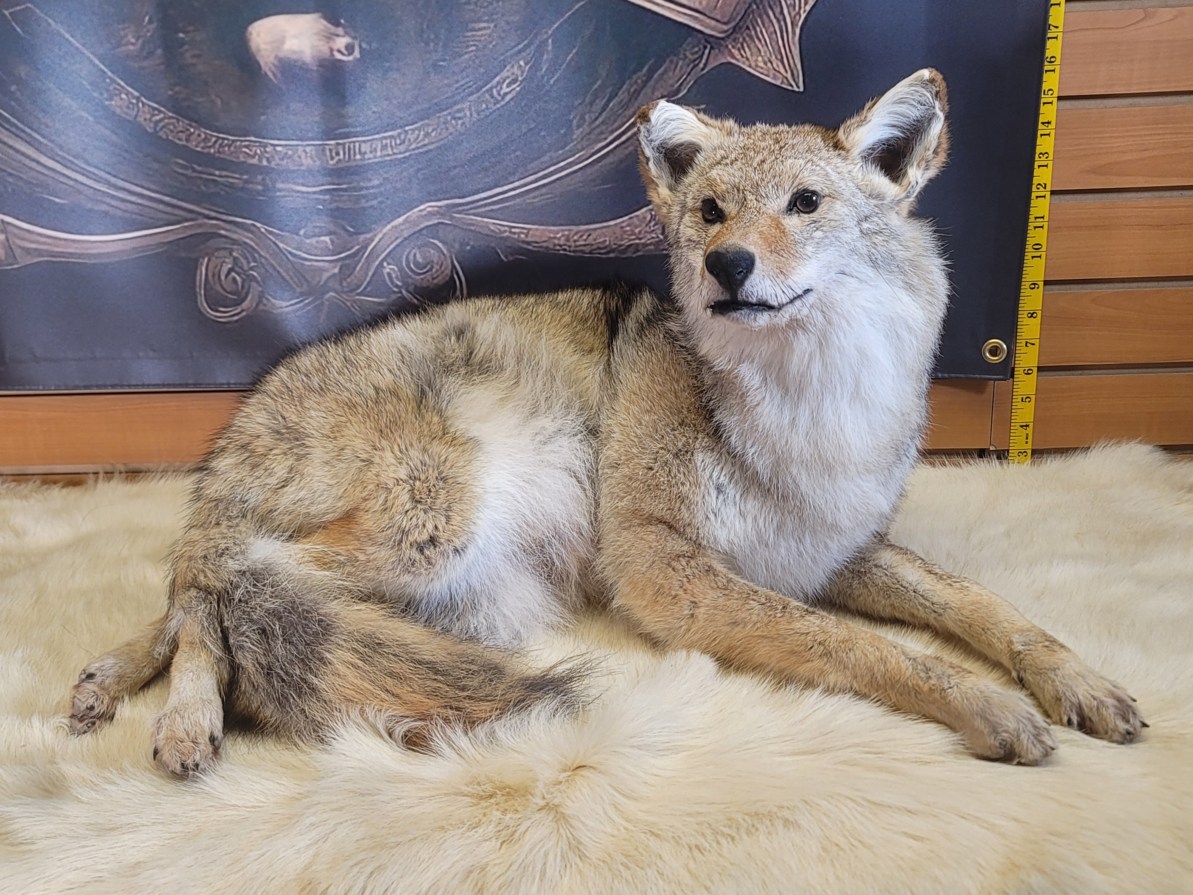 FHCOY301- Coyote Taxidermy Mount