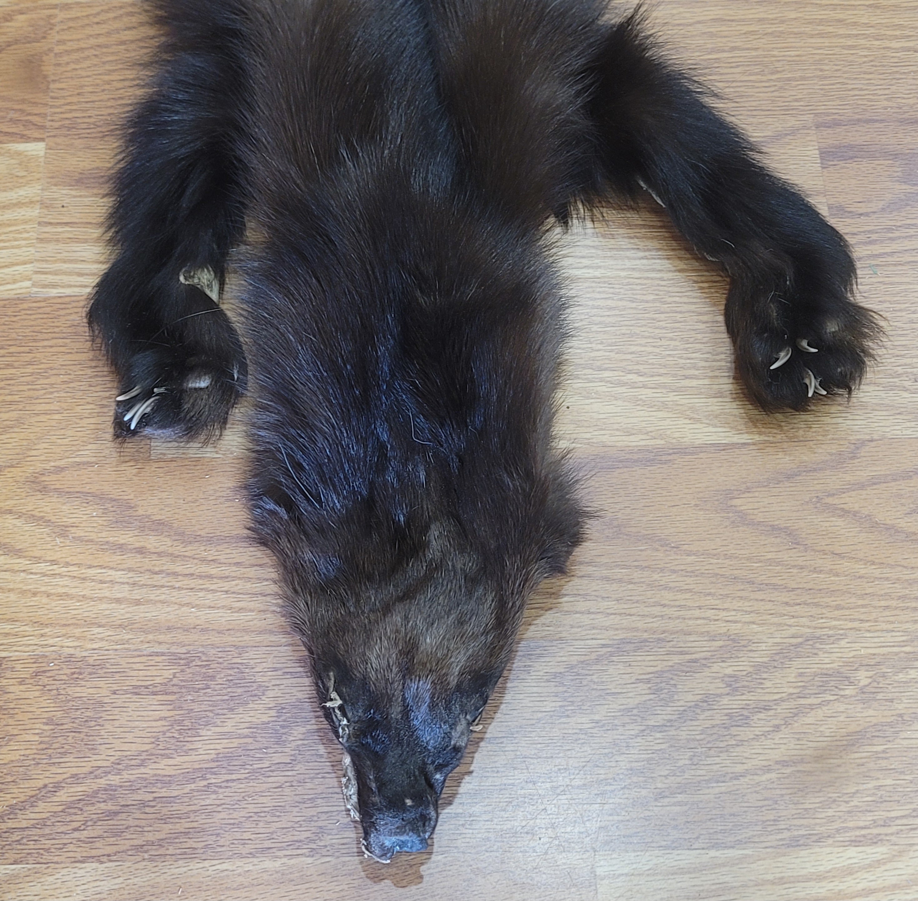 FHWVR301- Wolverine Pelt Taxidermy